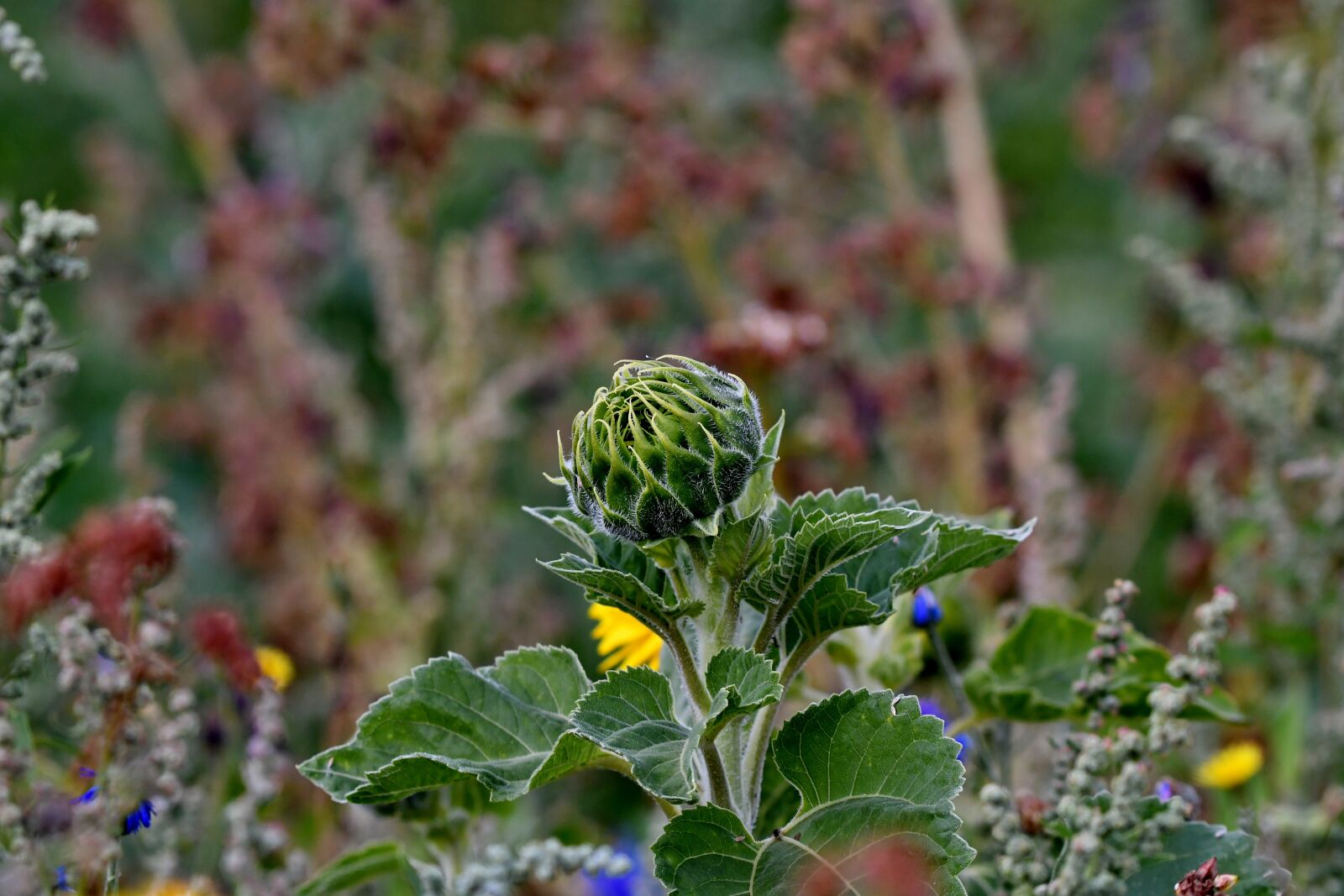 Nikon D500 sample photo. Sunflower, sunflower button, leaves photography