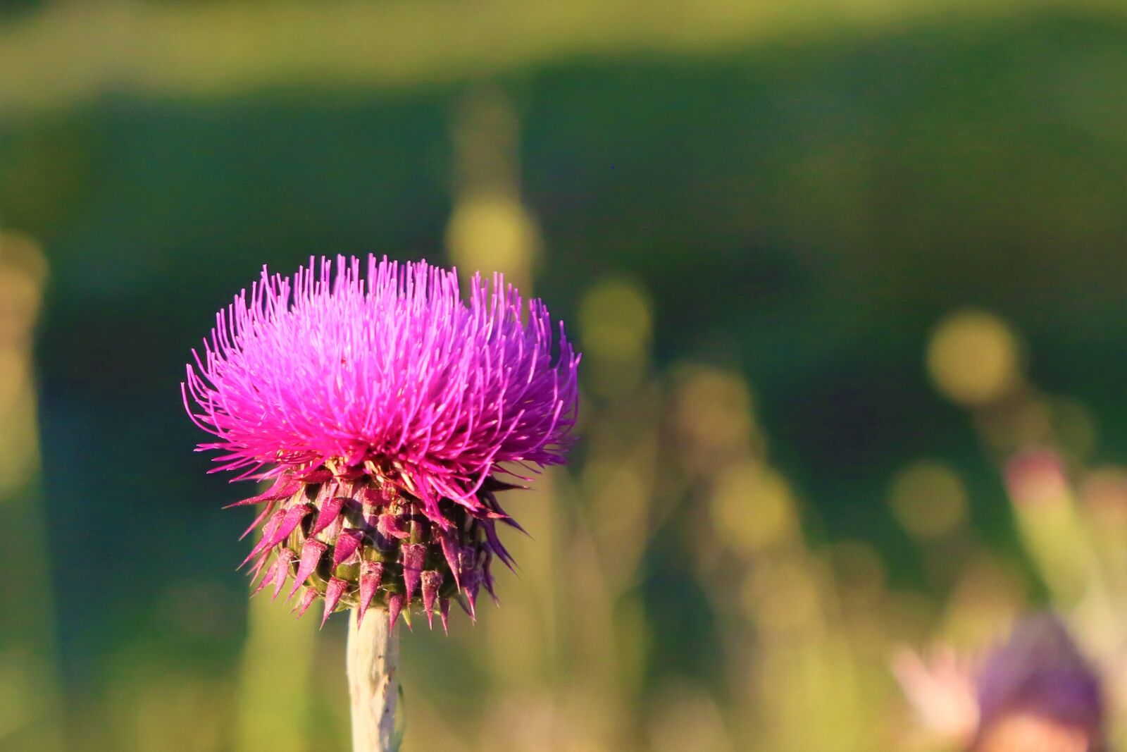 Canon EF 24-105mm F4L IS USM sample photo. Flower, pink, dea photography