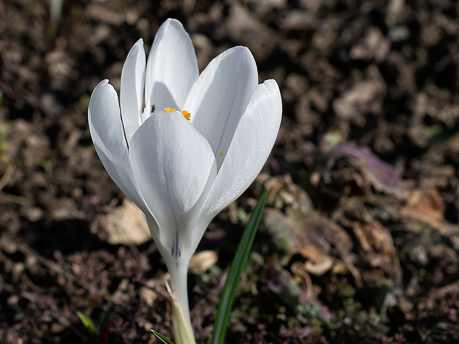 Nikon D3300 sample photo. Crocus, flower, blossom photography