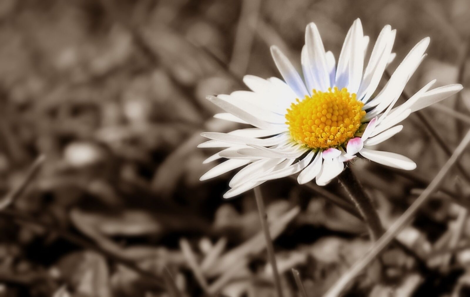 Canon EOS 550D (EOS Rebel T2i / EOS Kiss X4) sample photo. Daisy, meadow, close up photography