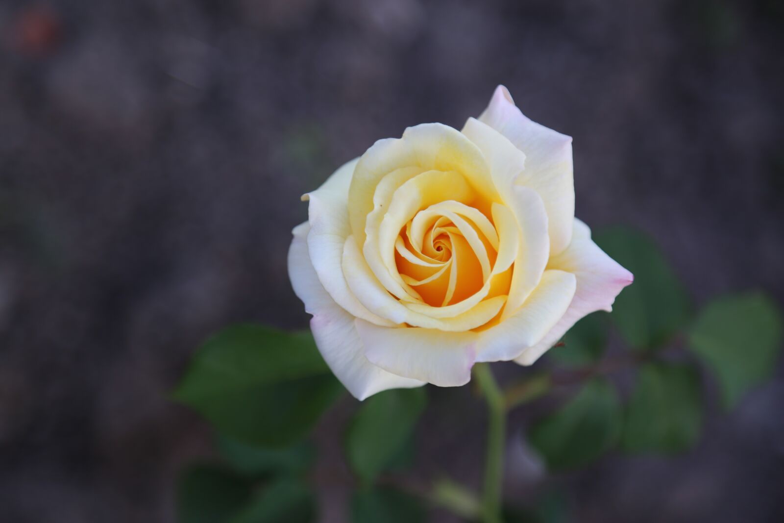 Canon EF 24-105mm F4L IS USM sample photo. Rose, white rose, flower photography