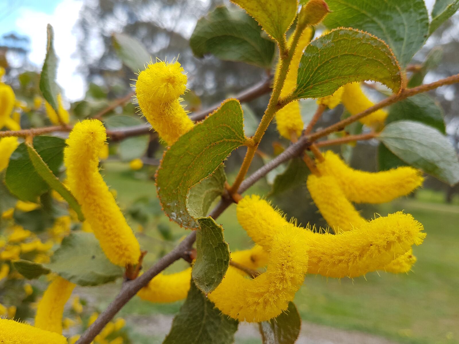Samsung Galaxy S7 sample photo. Wattle, australia, acacia photography