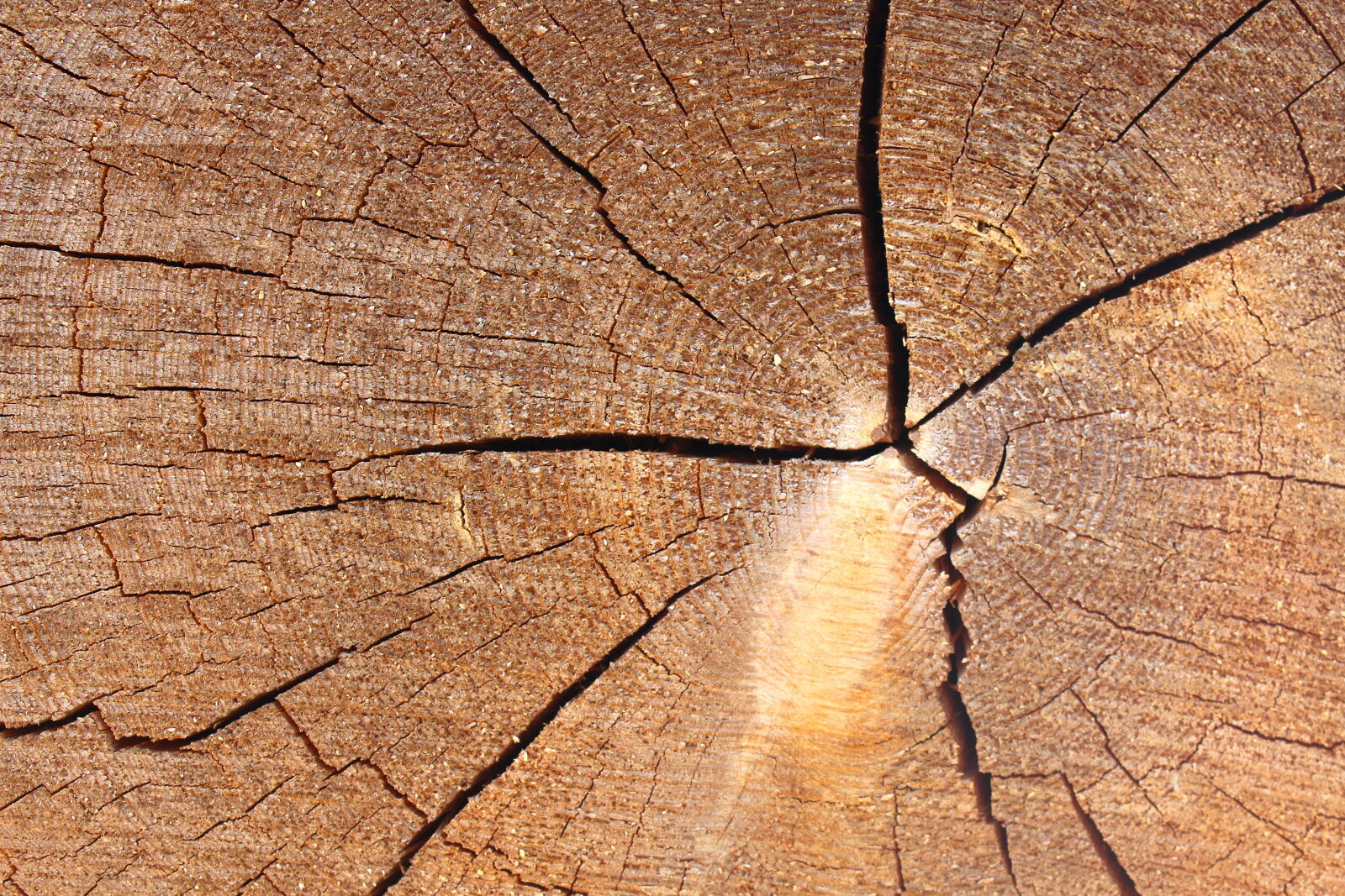 Canon EOS 1200D (EOS Rebel T5 / EOS Kiss X70 / EOS Hi) sample photo. Cracks, lumber, tree, tree photography