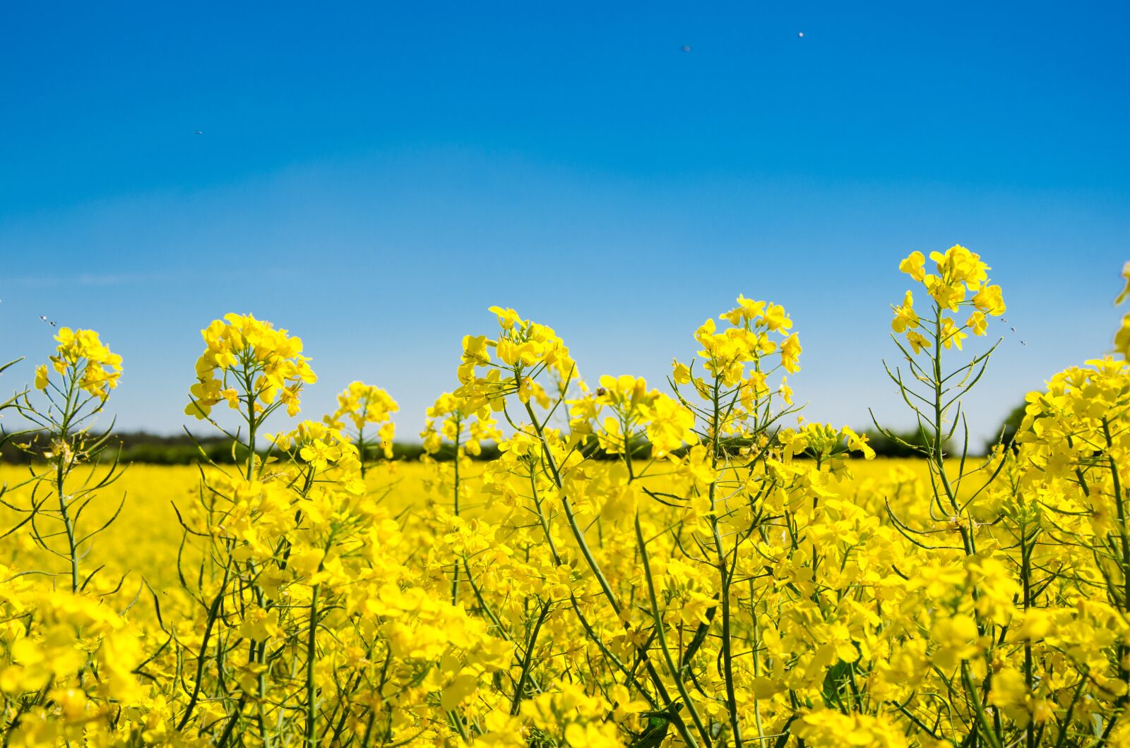Nikon D5100 sample photo. Oilseed rape, field, landscape photography