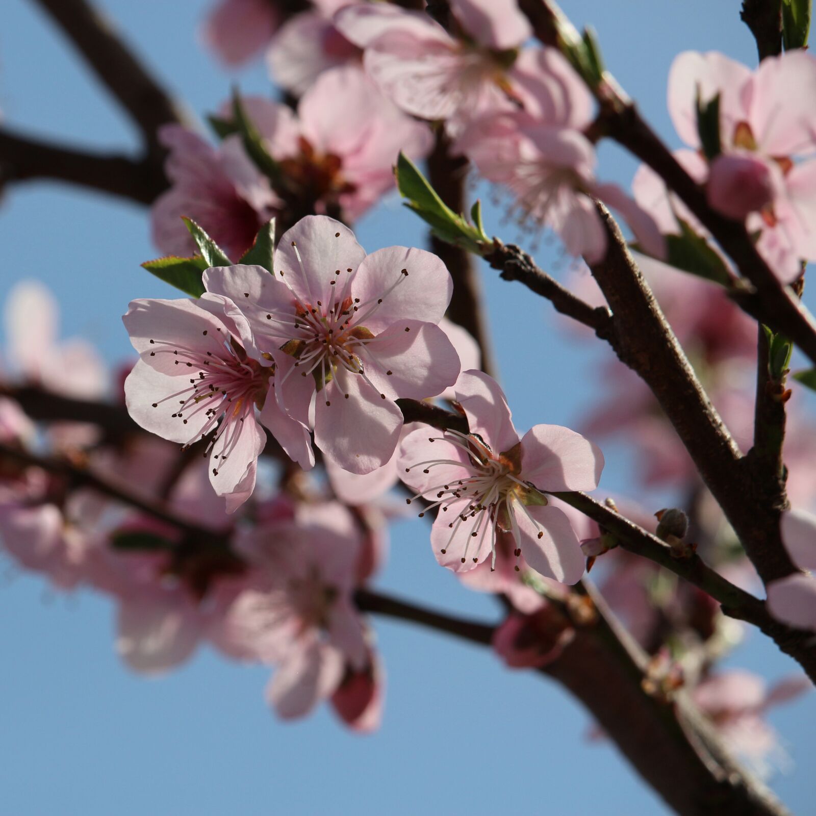 Canon EOS 700D (EOS Rebel T5i / EOS Kiss X7i) sample photo. Peach blossom, peach tree photography