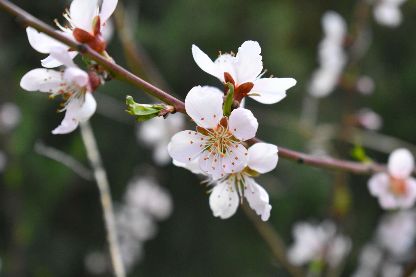 Nikon D3400 sample photo. Flower, the summer palace photography