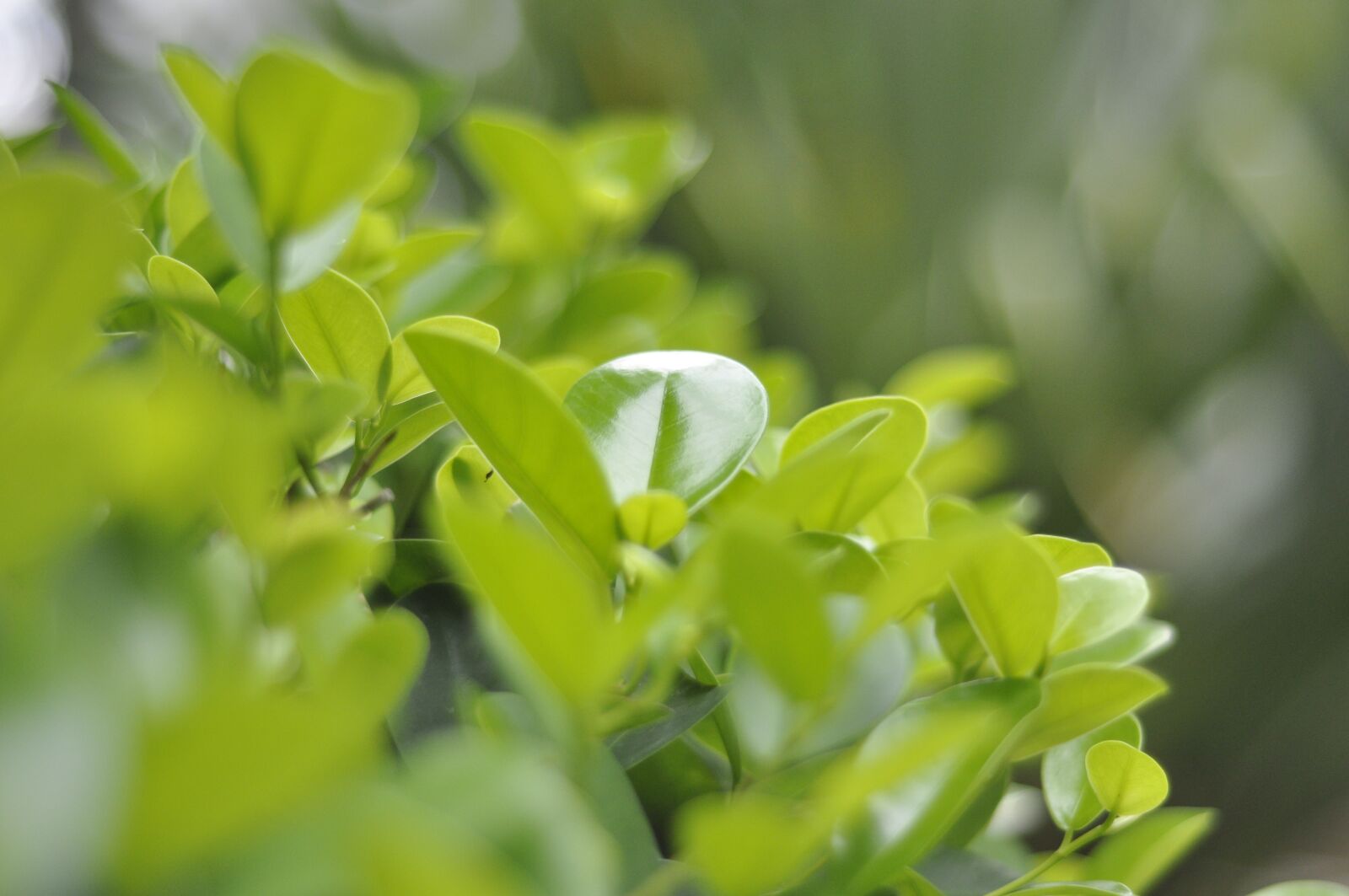 Nikon D90 sample photo. Green leaf, green plants photography