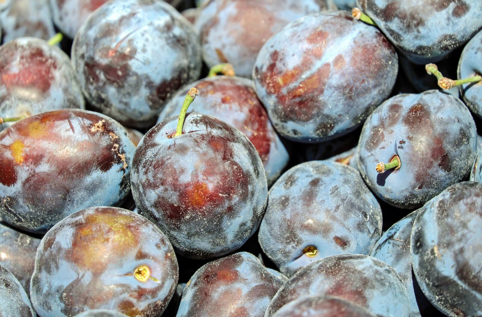 Fujifilm X-T10 + Fujifilm XC 50-230mm F4.5-6.7 OIS sample photo. Plum, plums, fruit photography