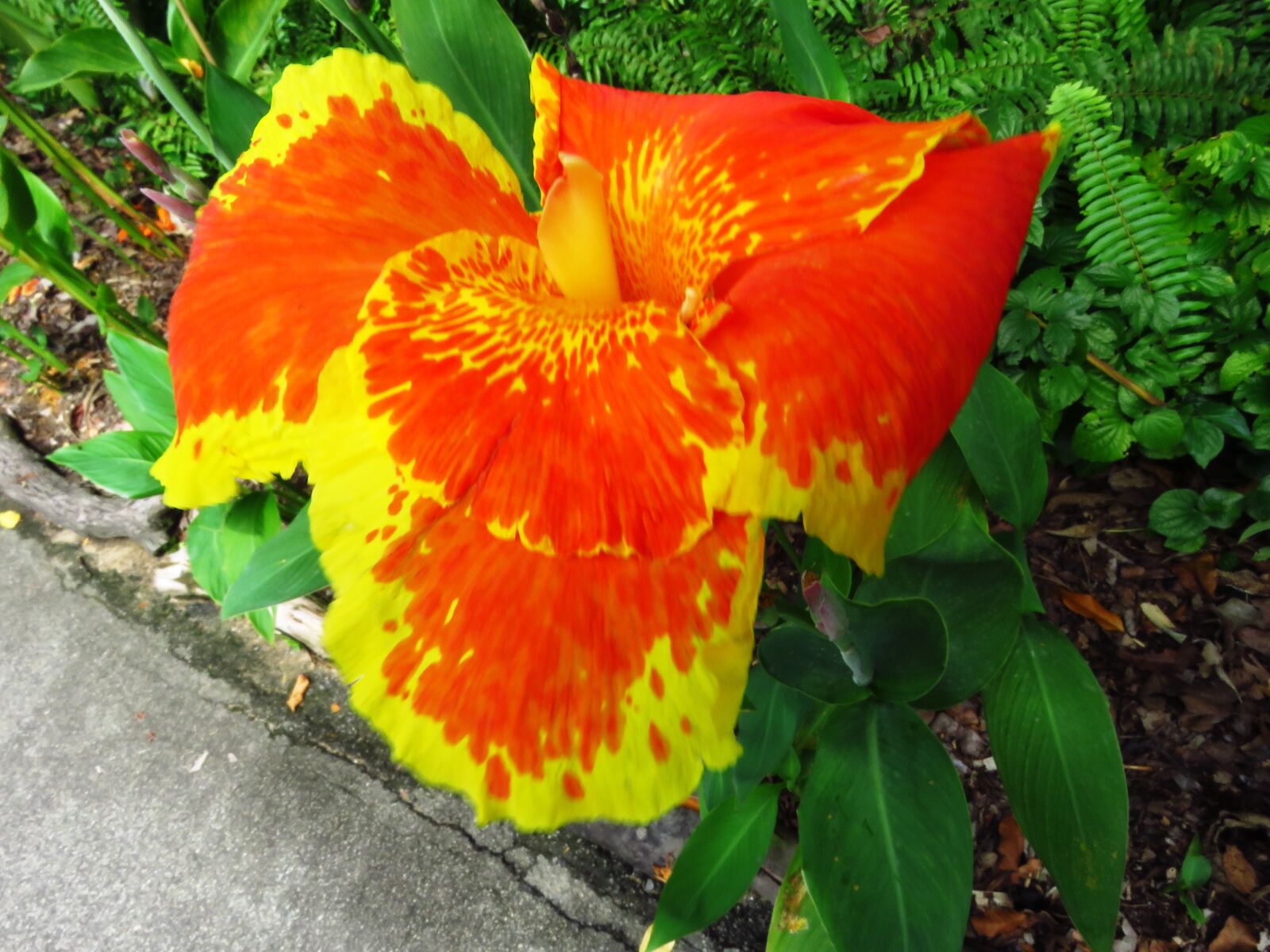 Canon PowerShot SX60 HS sample photo