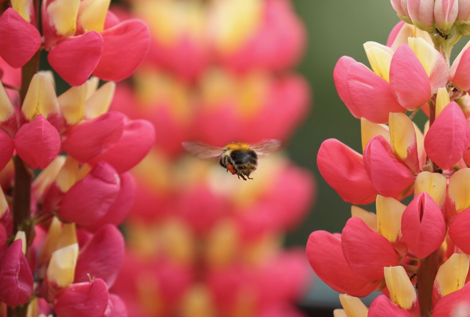 Canon EOS 5D Mark III sample photo. Animal, hummel, insect photography