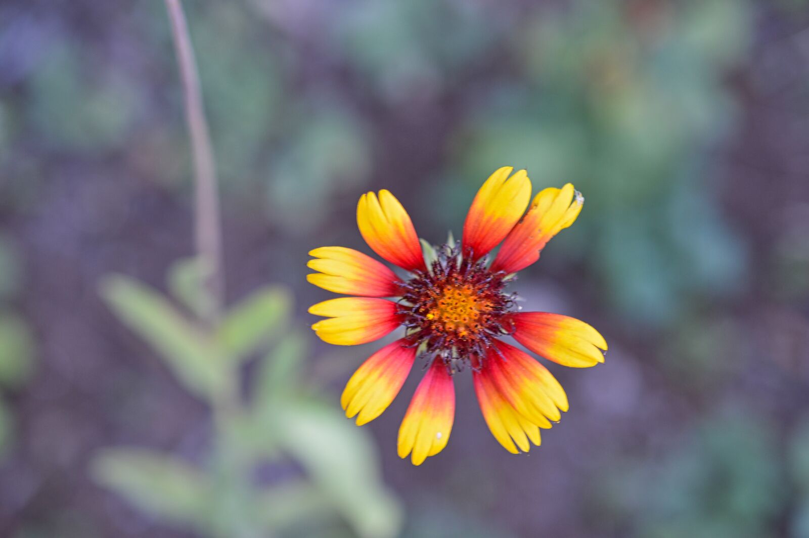 Nikon D3200 sample photo. Flower, petals, garden photography