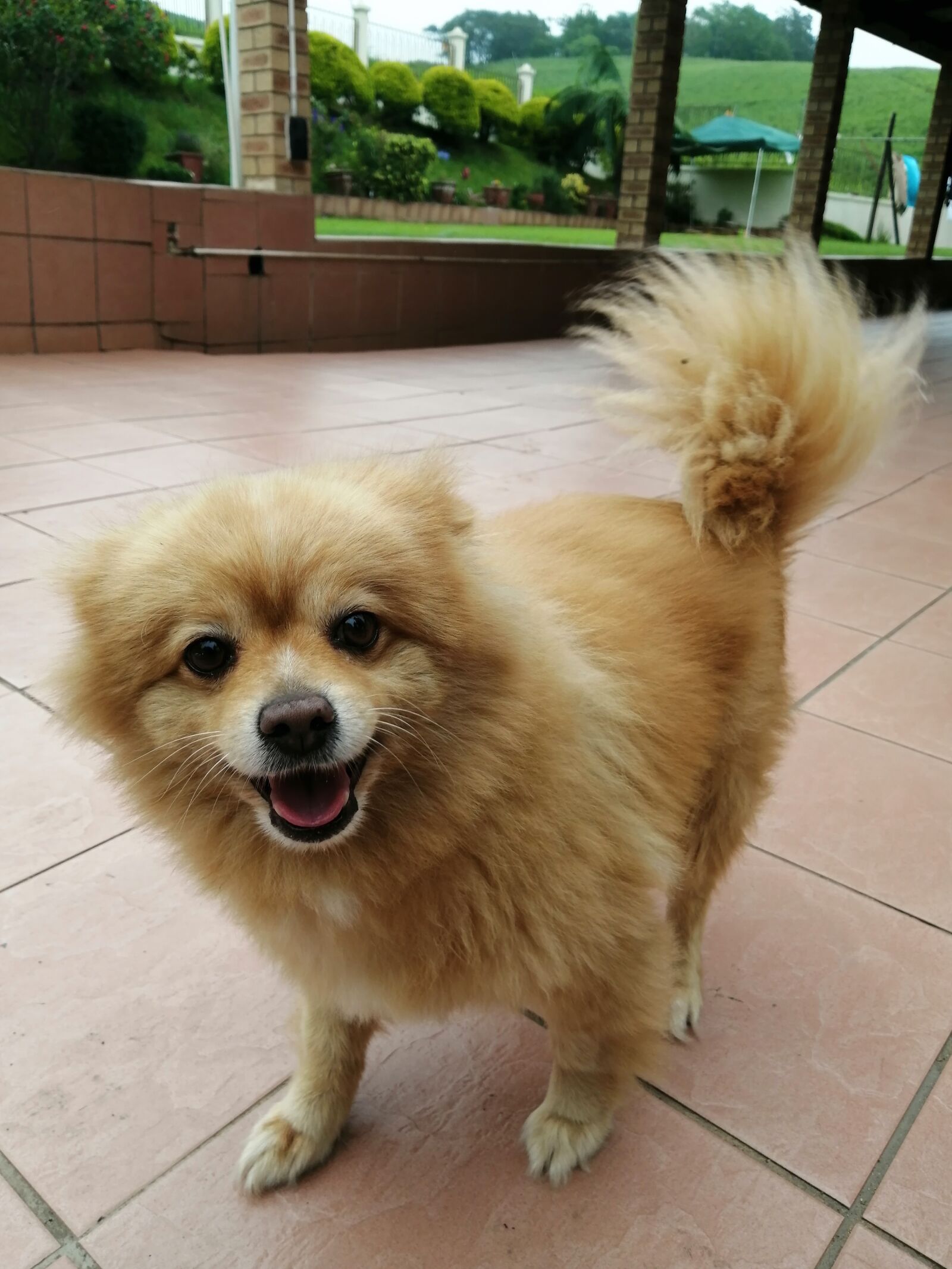 HUAWEI P30 LITE sample photo. Pomeranian, cute, dog photography
