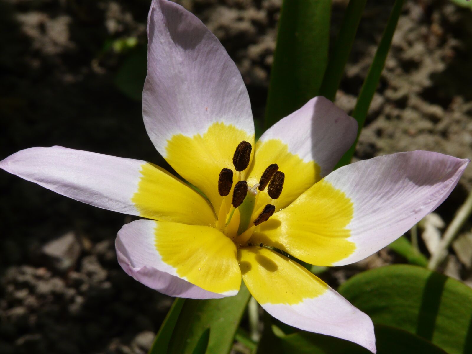Panasonic DMC-FZ18 sample photo. Spring, nature, blossom photography