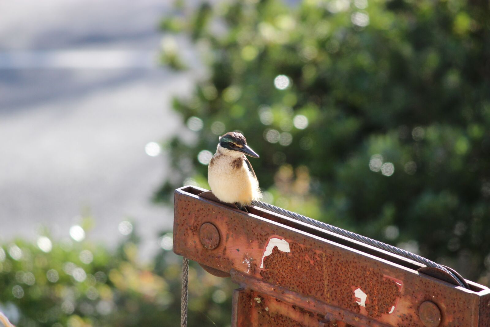 Canon EOS 600D (Rebel EOS T3i / EOS Kiss X5) sample photo. Kingfisher, bird, kingfisher bird photography