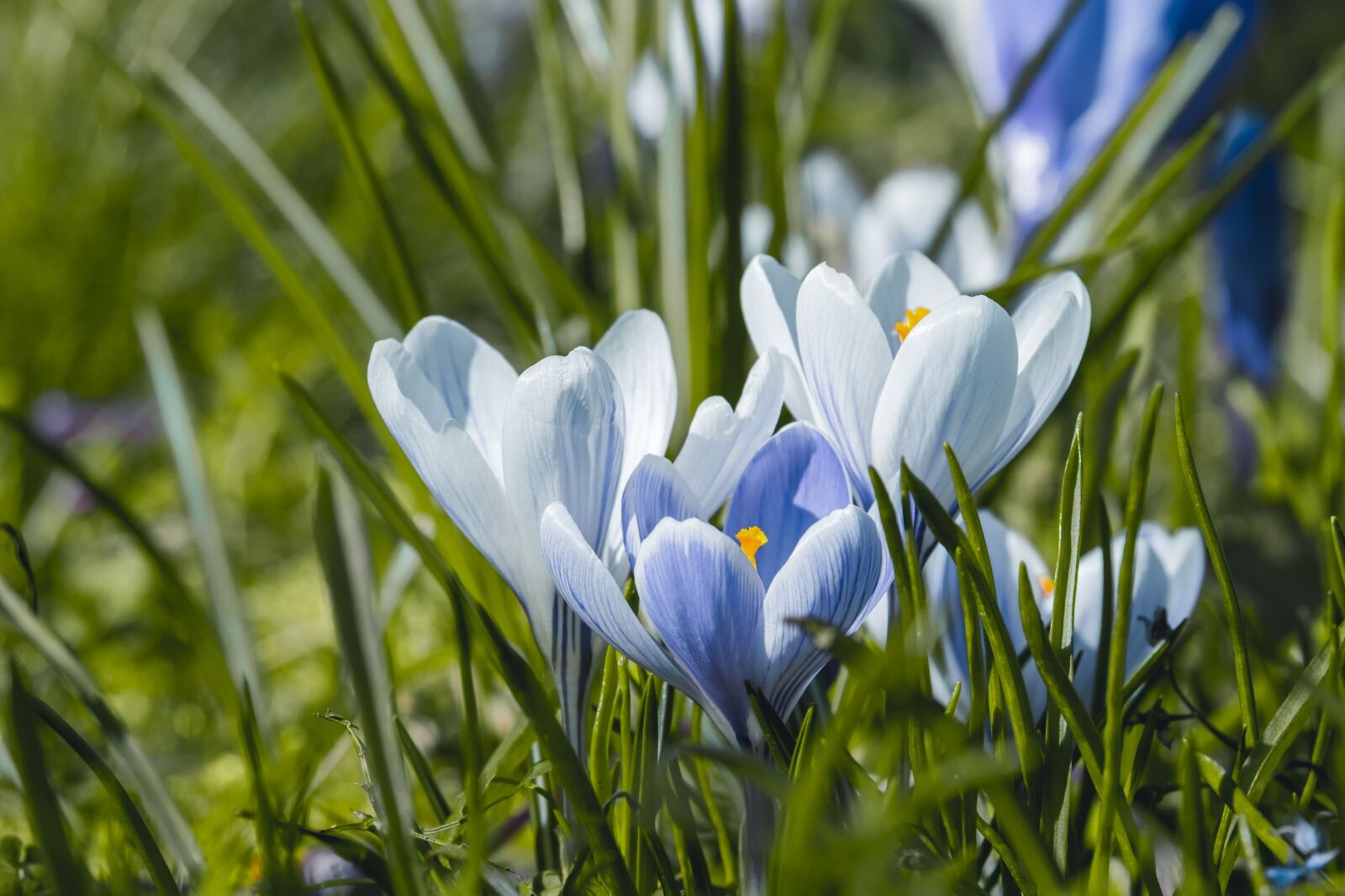 Fujifilm XF 55-200mm F3.5-4.8 R LM OIS sample photo. Crocus, bühen, blue photography