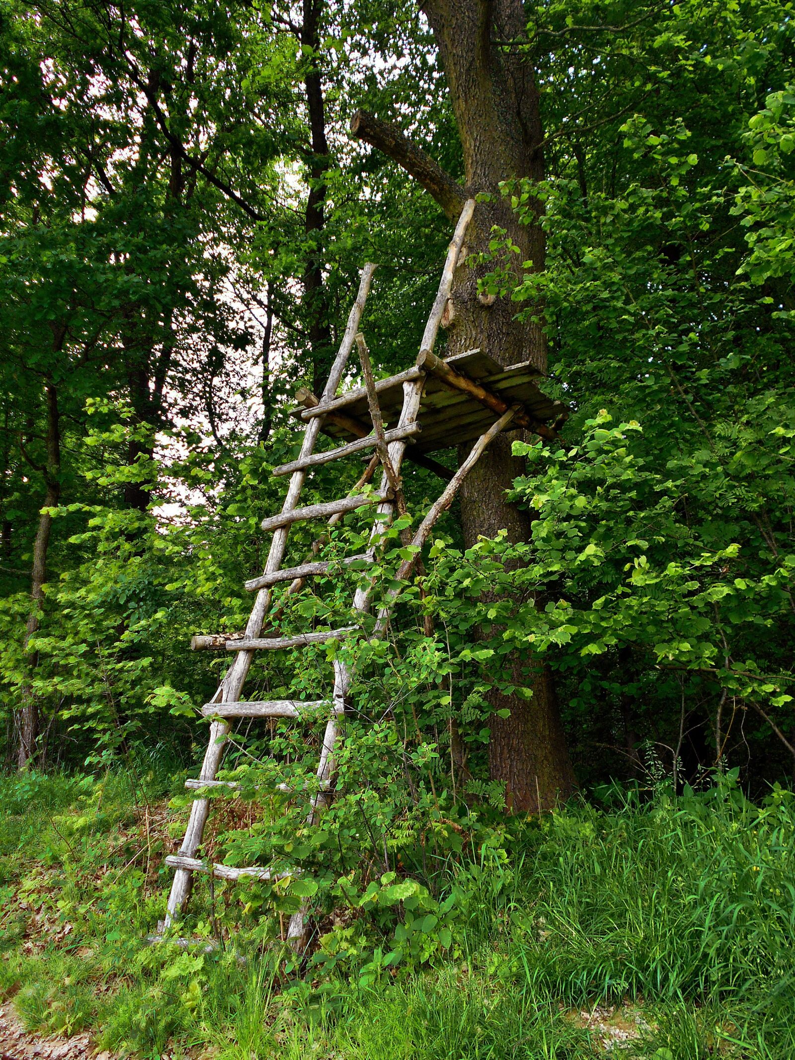 Nikon Coolpix S2900 sample photo. Pulpit, ladder, forest photography