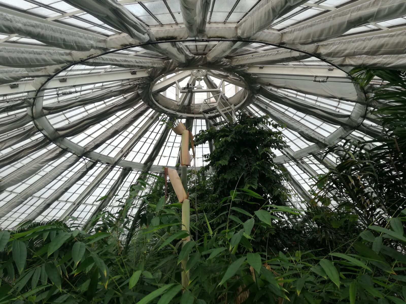 HUAWEI P9 LITE sample photo. Copenhagen, botanical, garden photography