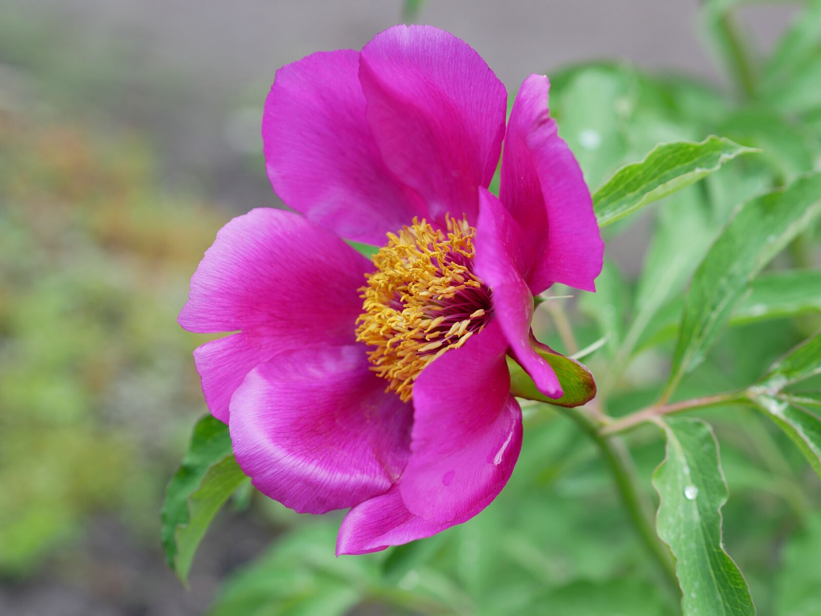 Panasonic Lumix DMC-GX85 (Lumix DMC-GX80 / Lumix DMC-GX7 Mark II) sample photo. Peony, pink, blossom photography