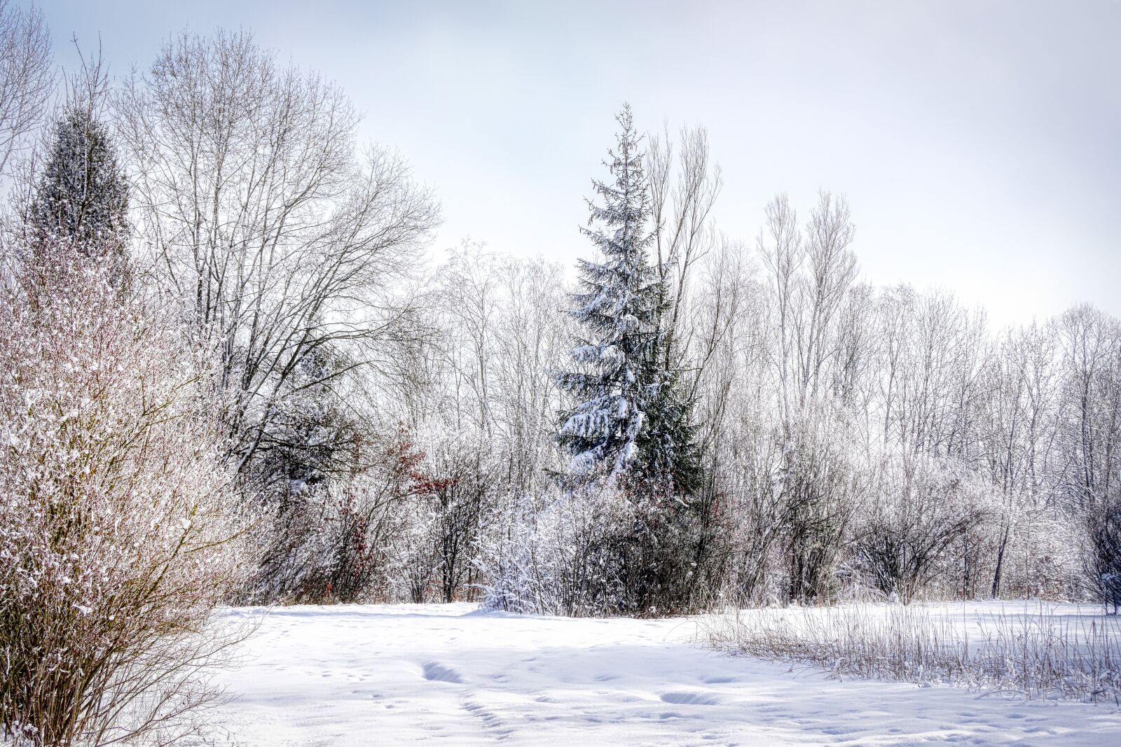 Panasonic Lumix DMC-GX8 sample photo. Tree, winter, snow photography