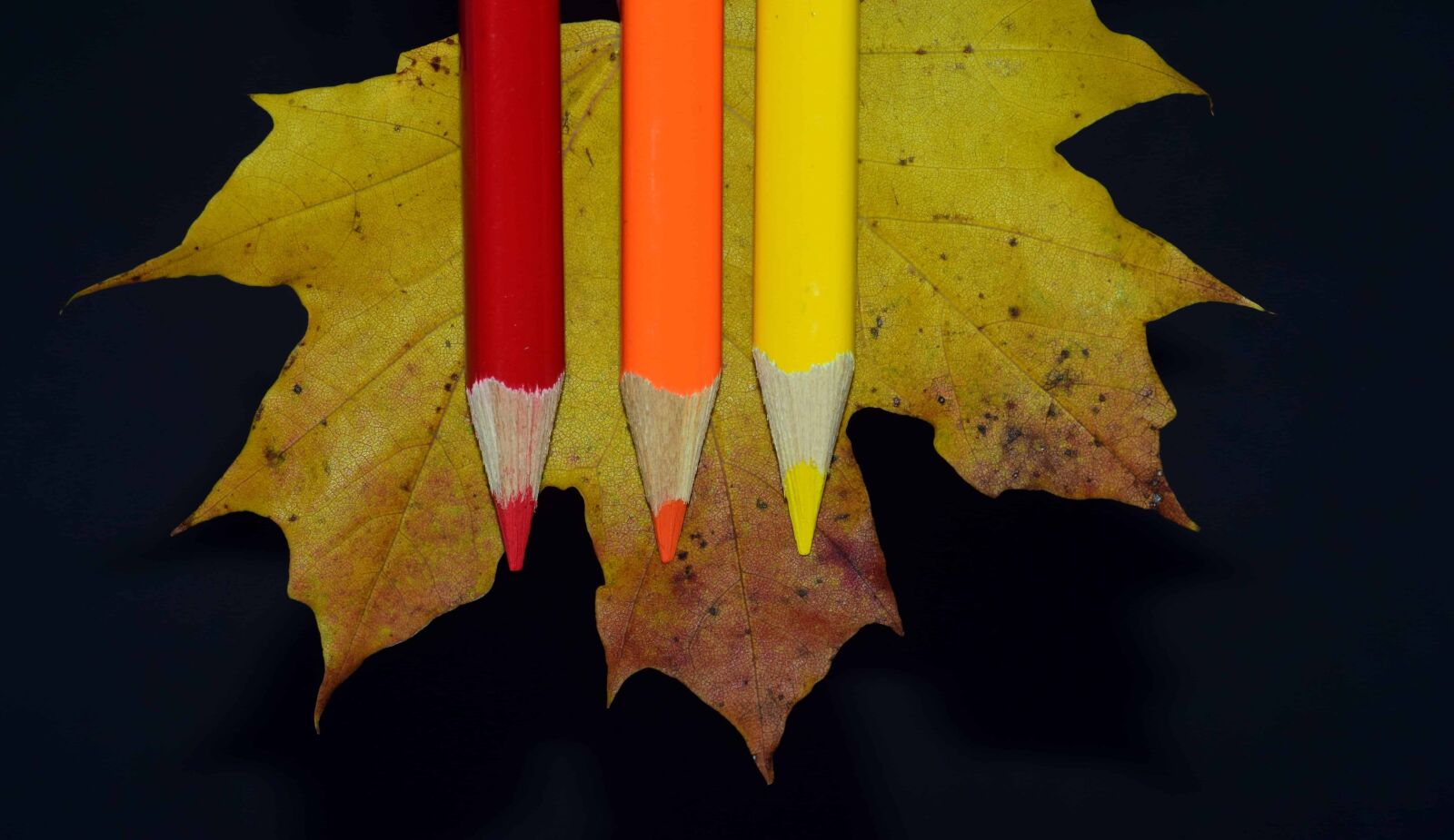 Nikon D3300 sample photo. Wood, leaf, pencil, autumn photography