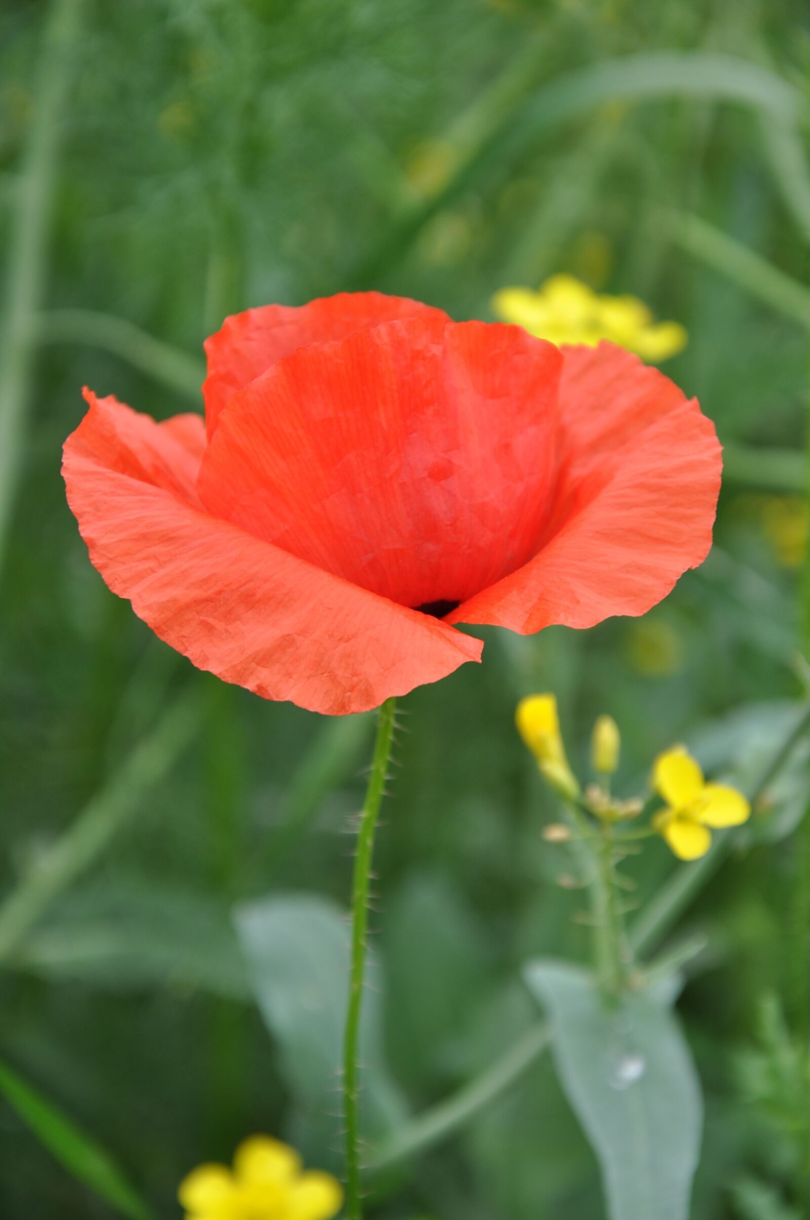 Nikon D90 sample photo. Poppy, field, red poppy photography