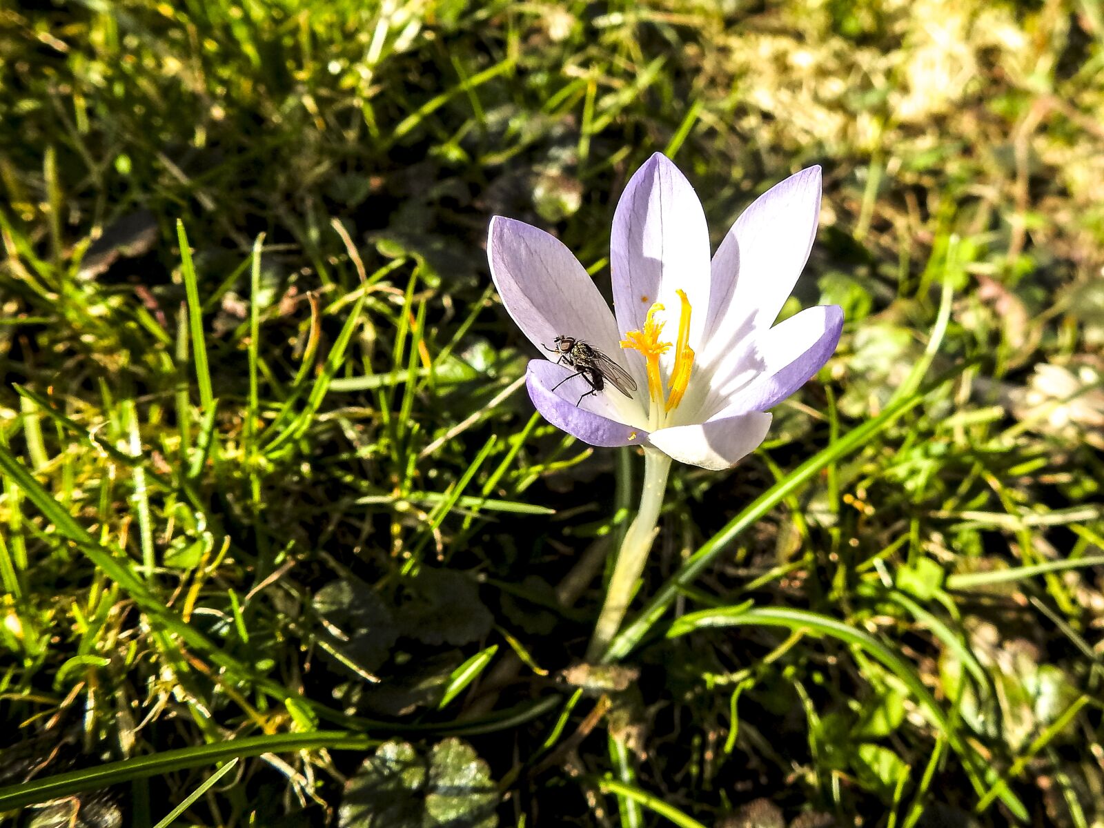 Nikon Coolpix P900 sample photo. Crocus, flower, plant photography