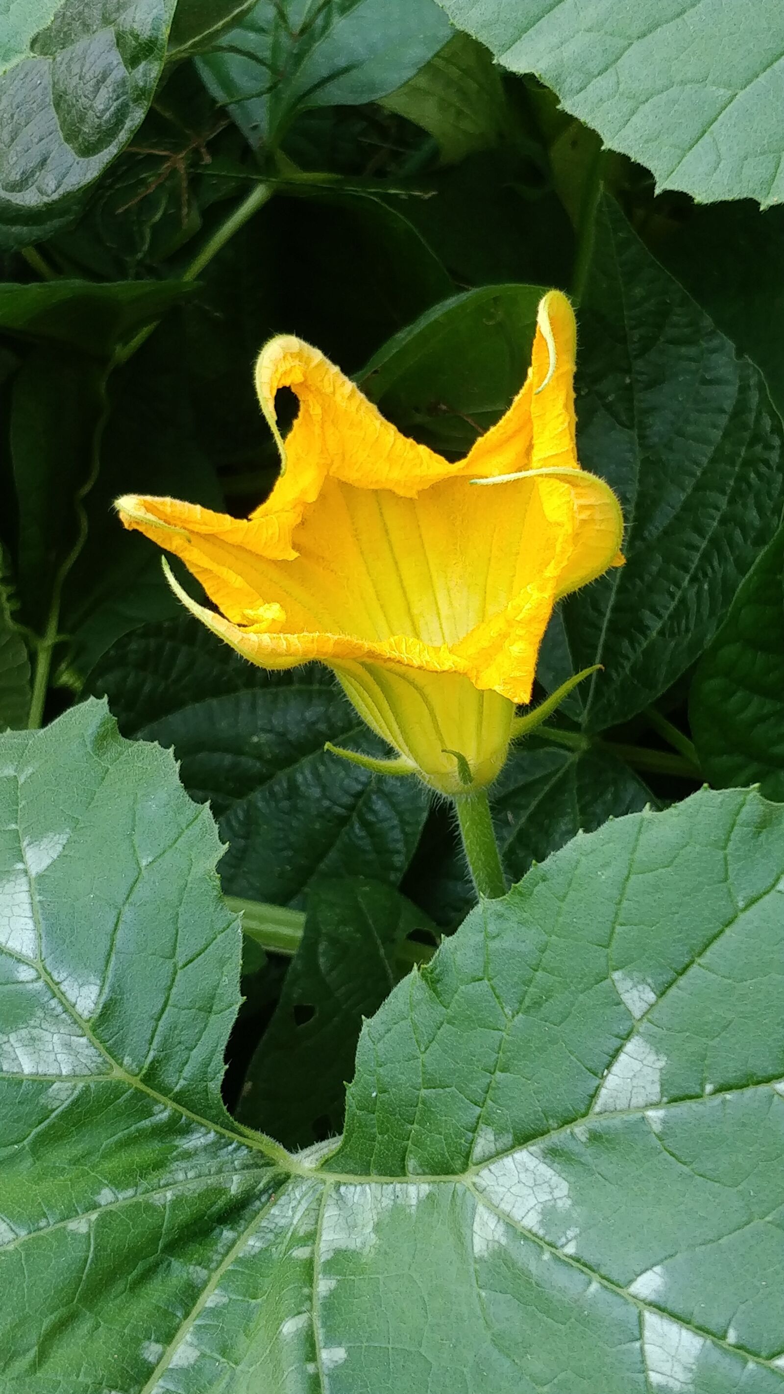 OnePlus 5 sample photo. Flower, gourds, yellow natural photography