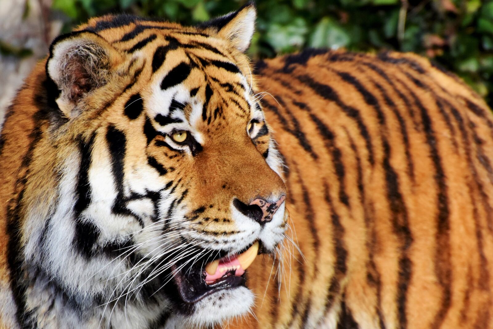 Nikon D7200 sample photo. Tiger, big cat, predator photography