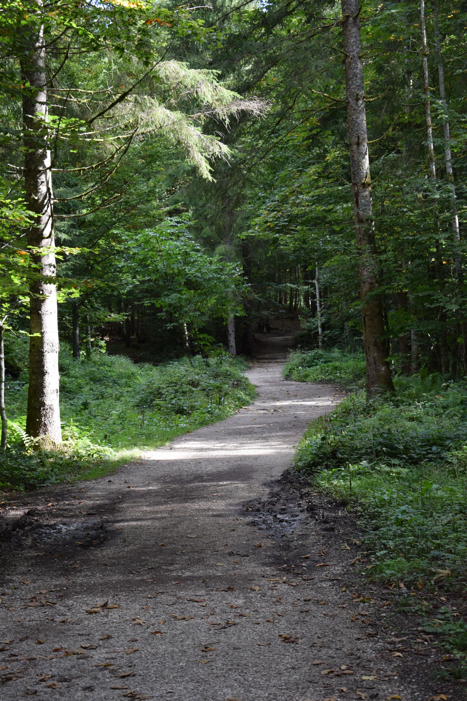 Nikon D3300 sample photo. Forest, away, path photography