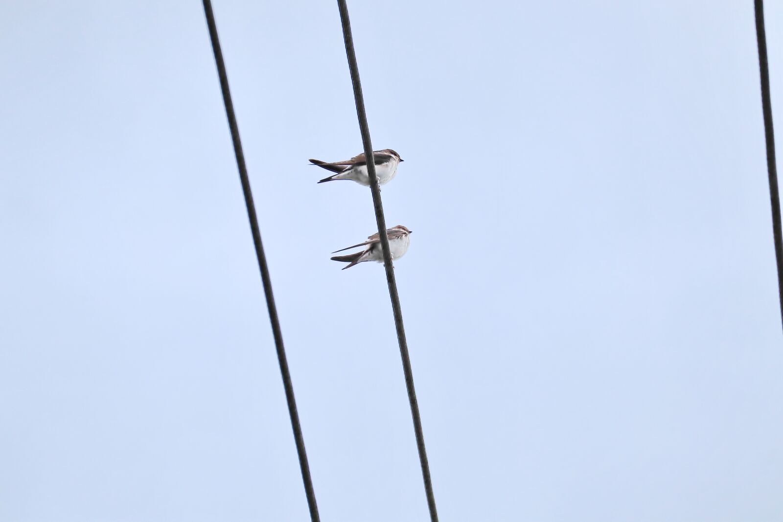 Canon EOS M50 (EOS Kiss M) sample photo. Swallows, swarm, power cable photography