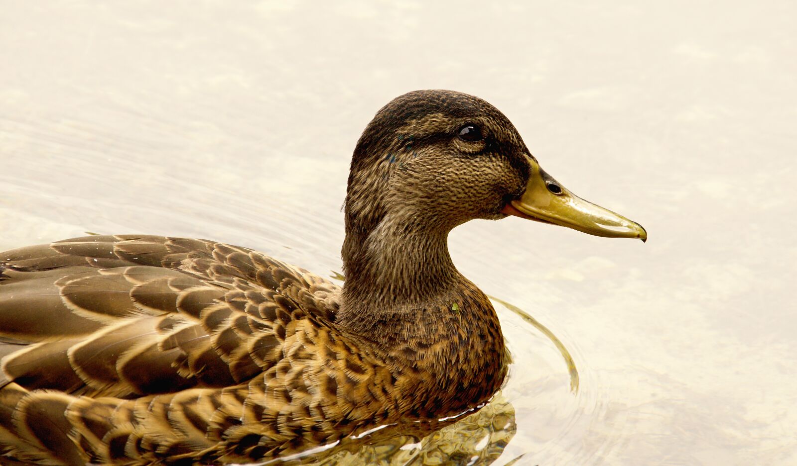 Nikon D5100 sample photo. Animal, background, beak photography
