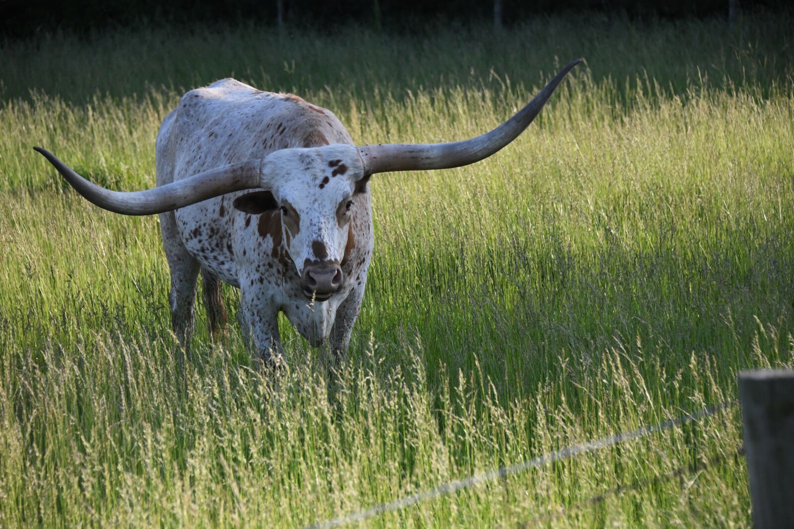 Nikon D850 sample photo. Longhorn, texas, cattle photography