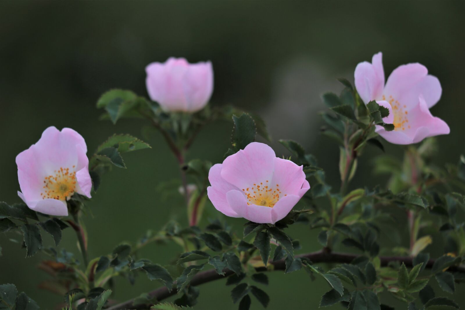 Canon EOS 6D + Canon EF 70-300 F4-5.6 IS II USM sample photo. Dog rose flowers, pink photography
