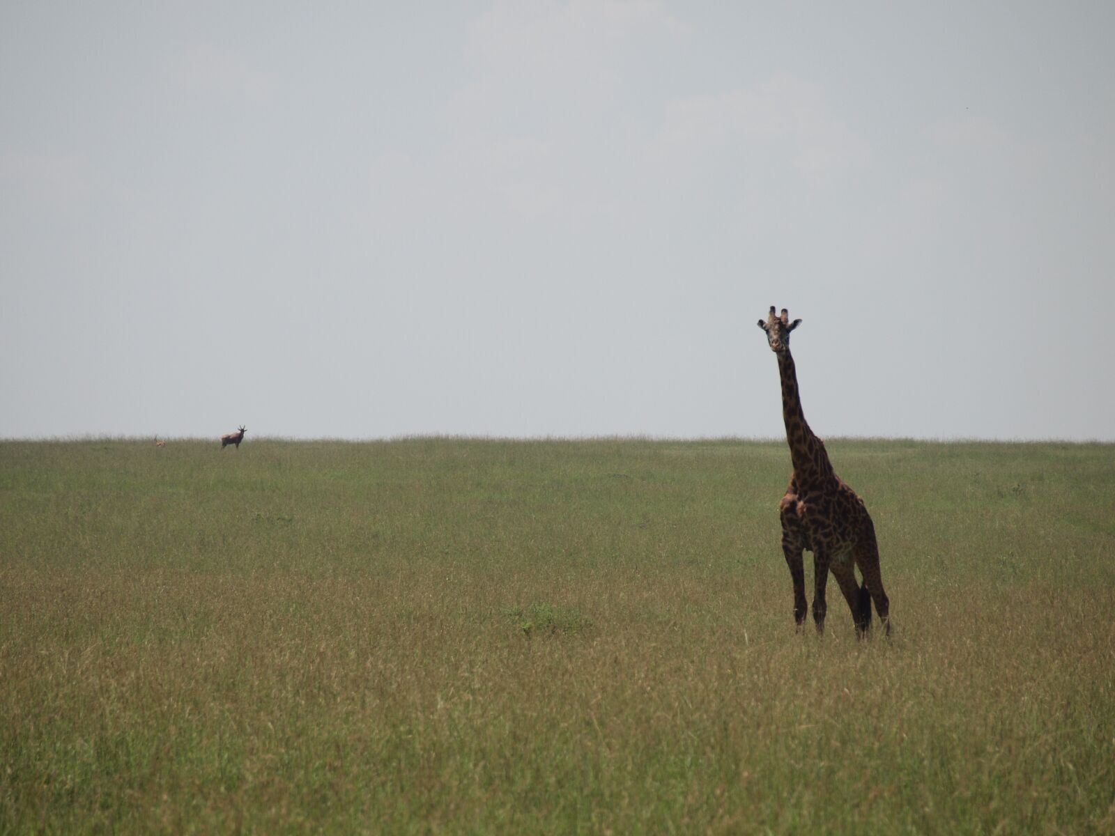 Olympus E-620 (EVOLT E-620) sample photo. Kenya, giraffe, wild animals photography