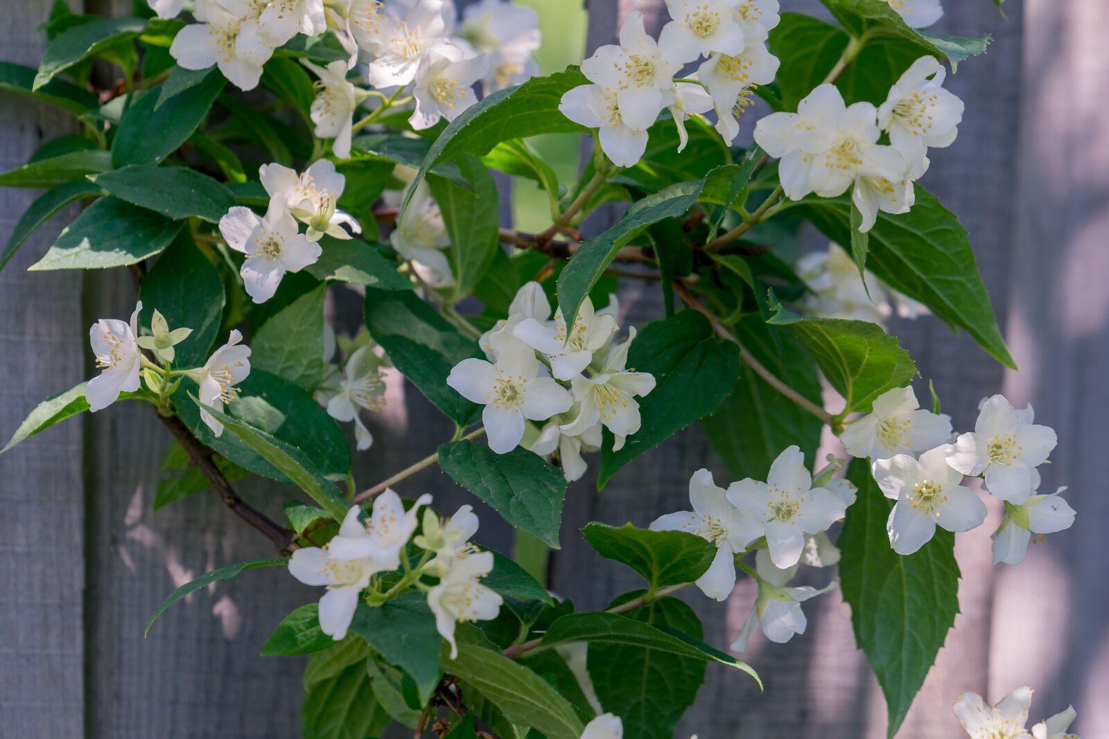 Nikon D7200 sample photo. Flowers, summer, spring photography