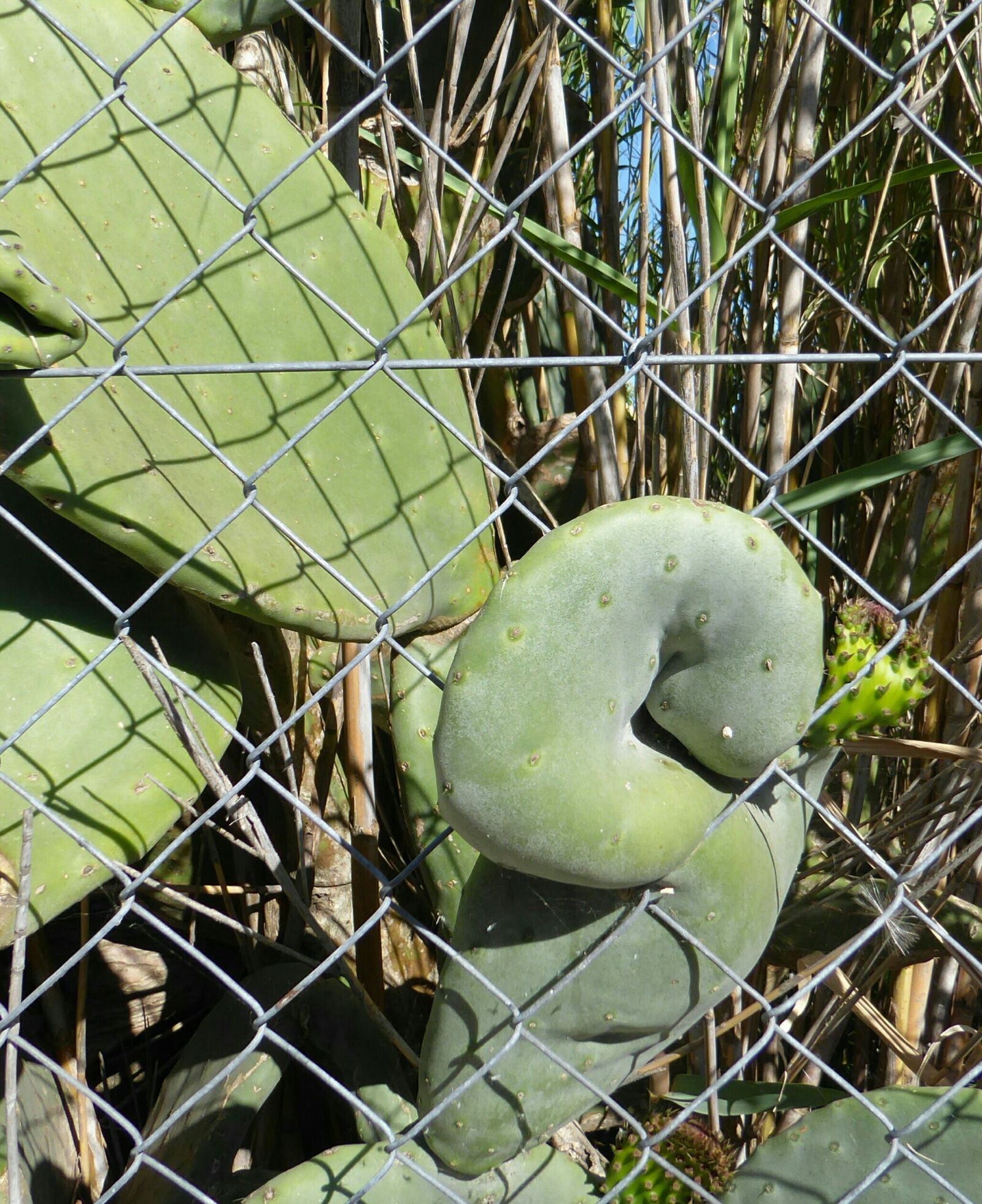 Panasonic Lumix DMC-ZS50 (Lumix DMC-TZ70) sample photo. Cactus, form, exit photography