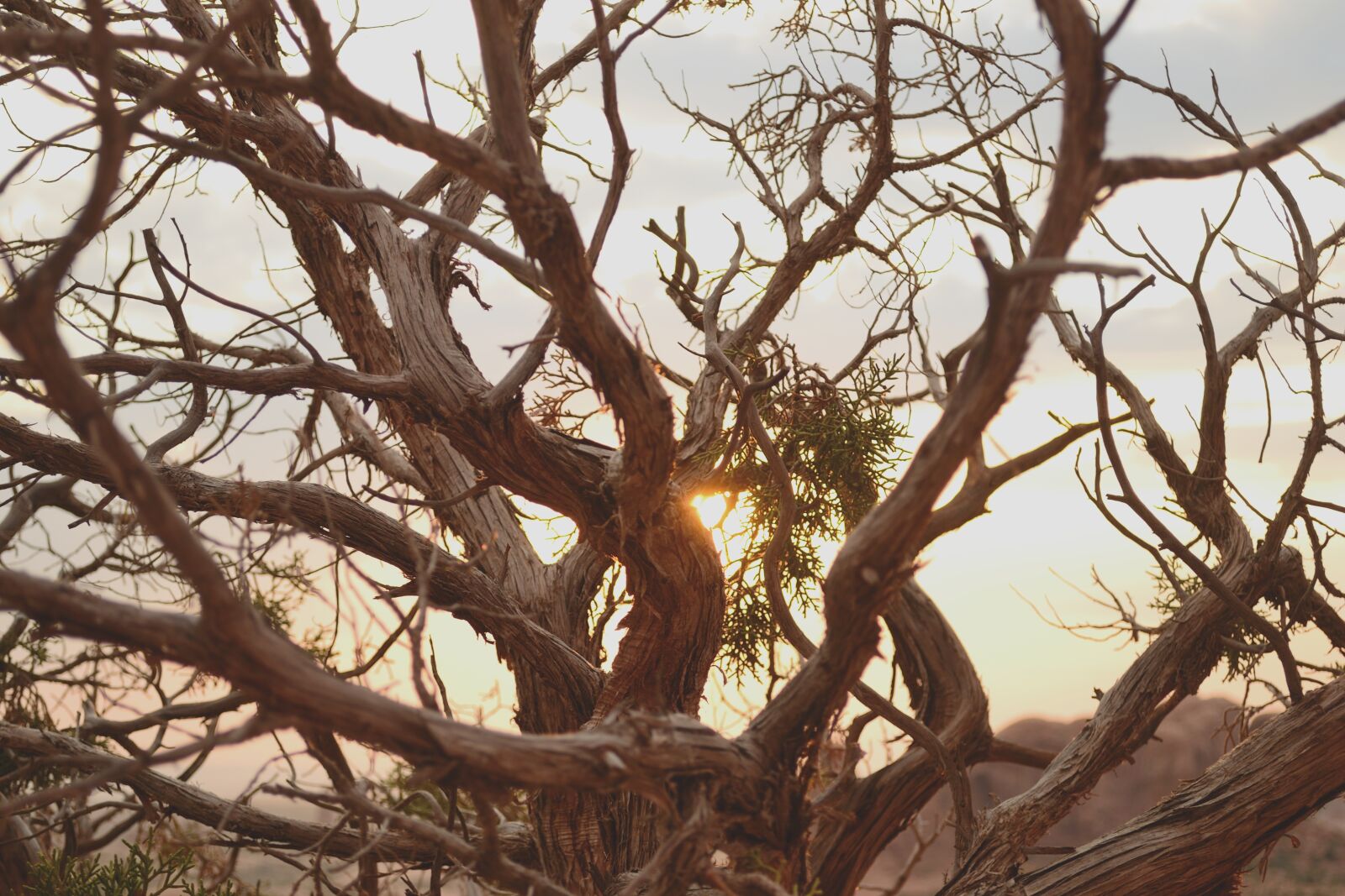 Nikon D3100 sample photo. Sunset, dead tree, desert photography