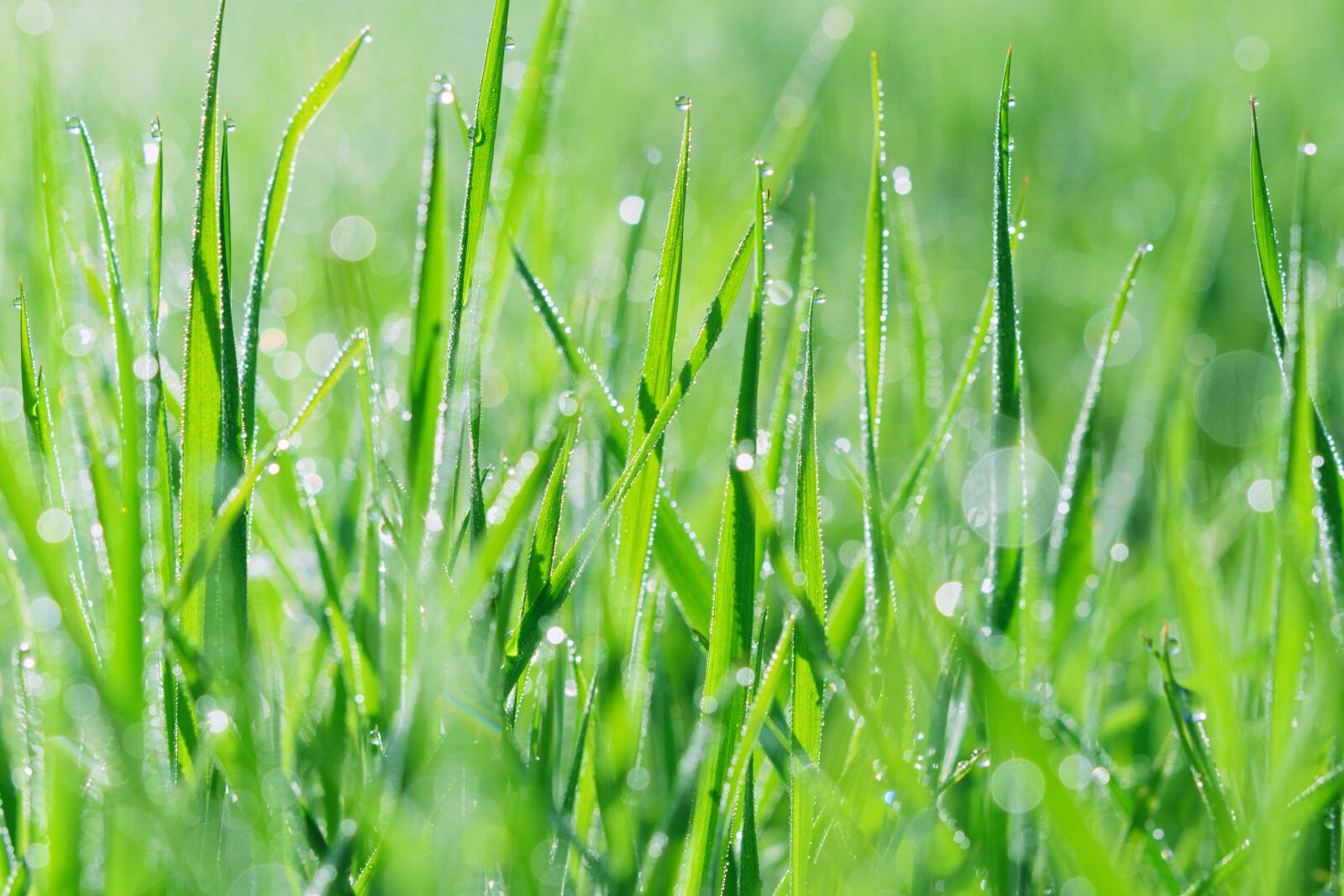 Nikon D5300 sample photo. Wet grass, rosa, summer photography