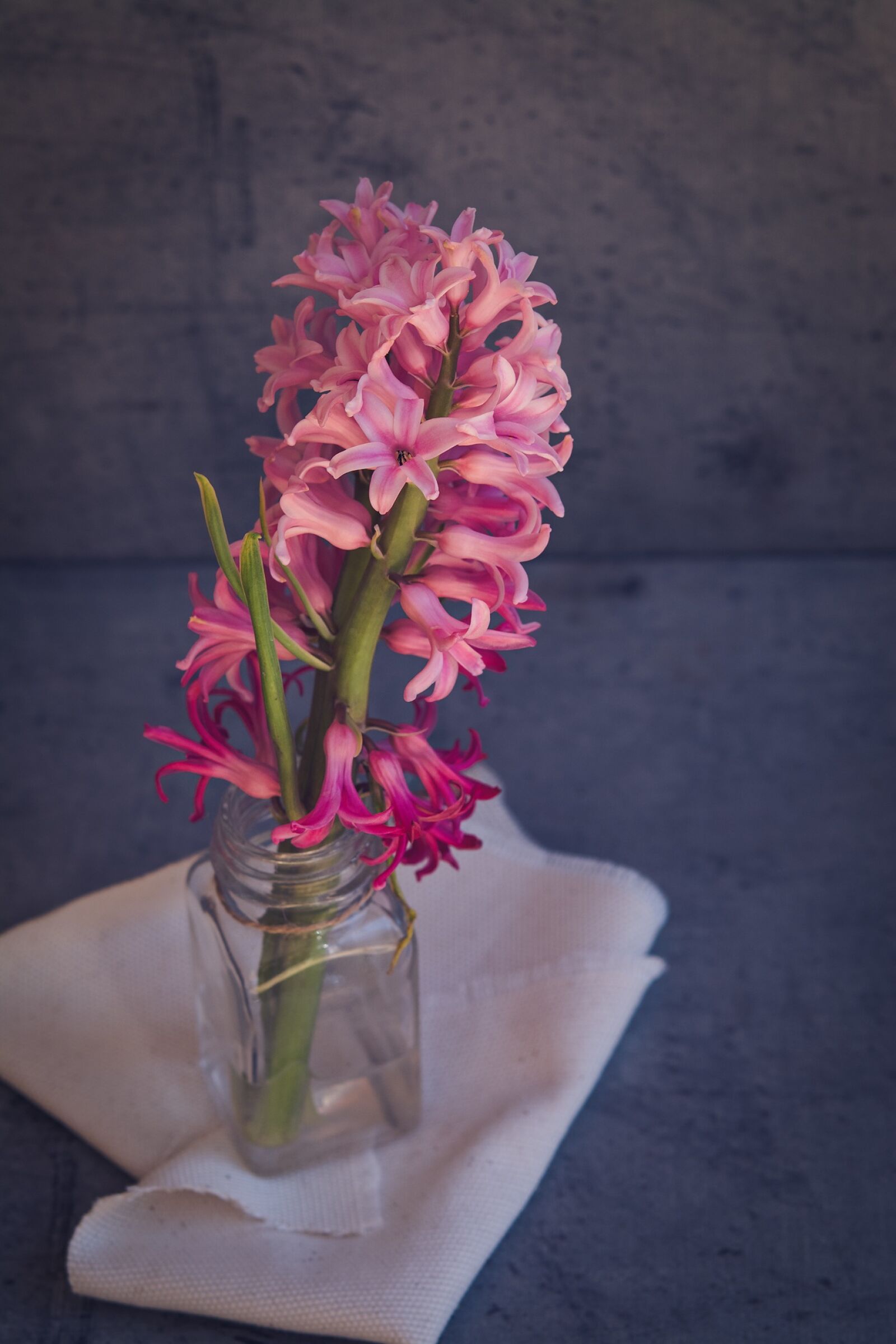 Nikon D7100 sample photo. Hyacinth, flower, pink photography
