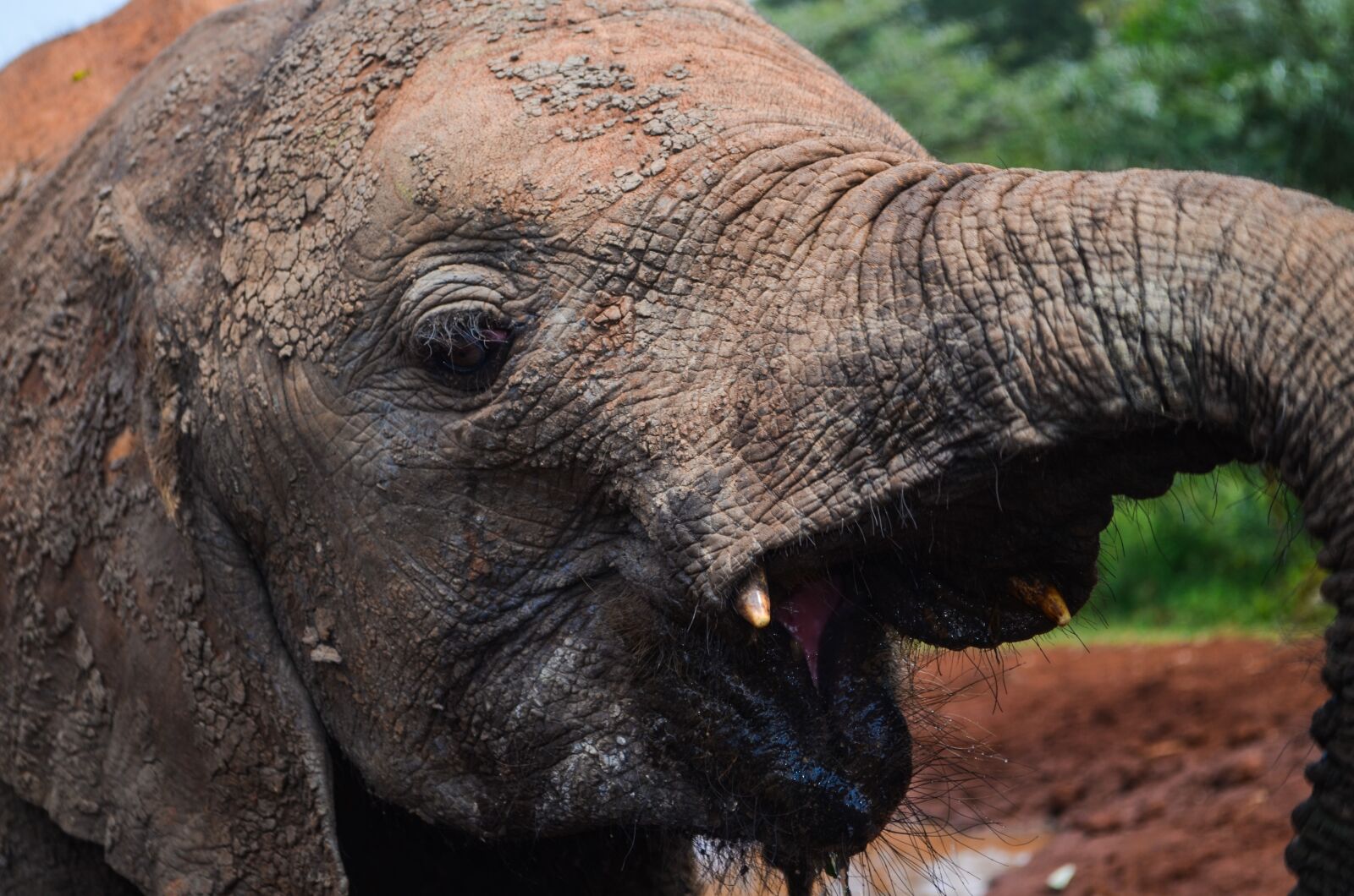 Nikon D5100 sample photo. Elephant, africa, elephant orphanage photography