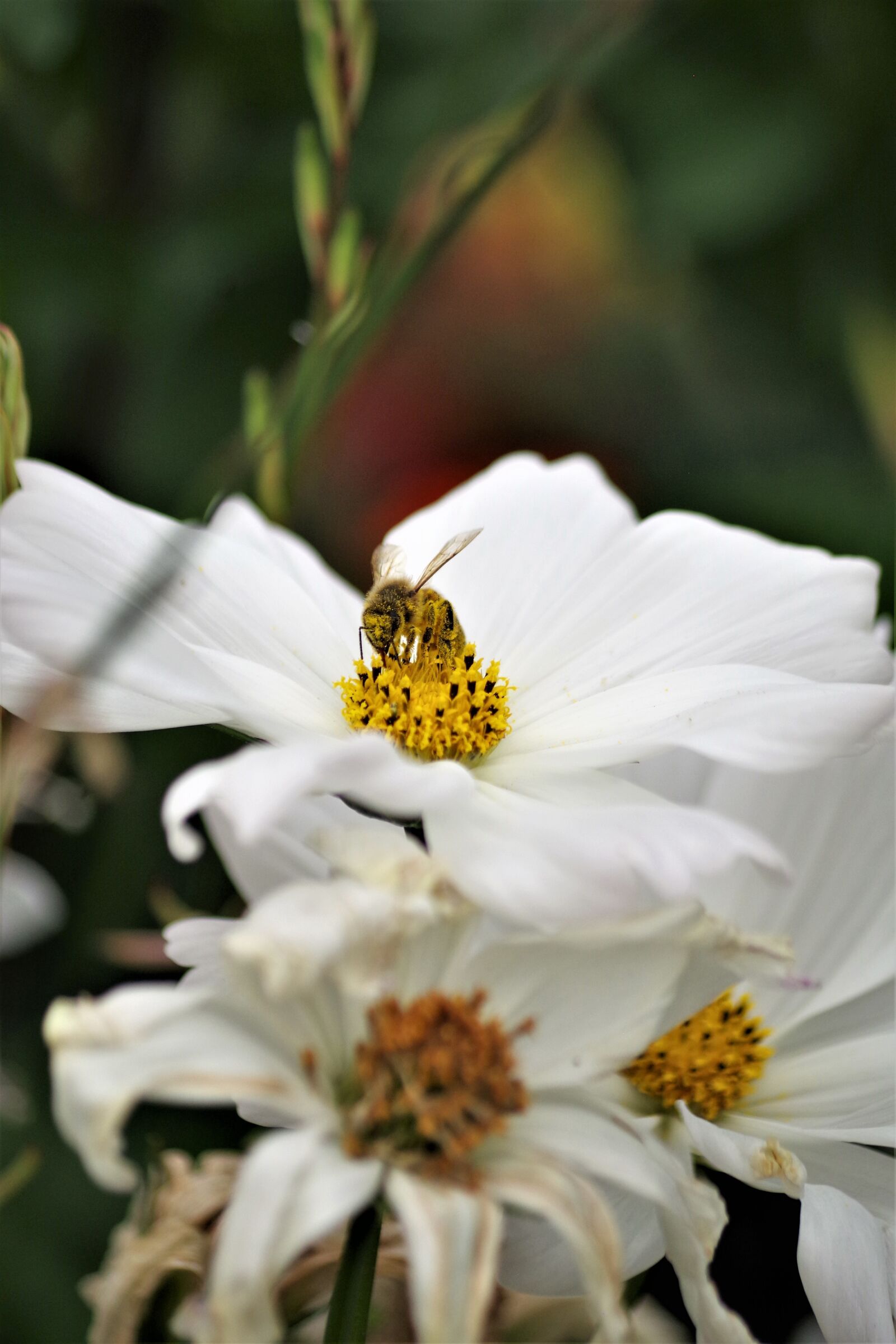 Pentax K-S2 sample photo. Margarite, bee, wasp photography
