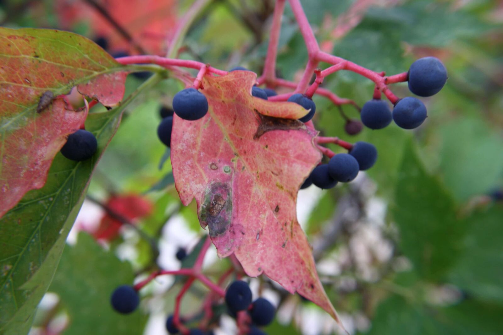 f/3.5-5.6 IS sample photo. Shrub, berry, plant, leaf photography