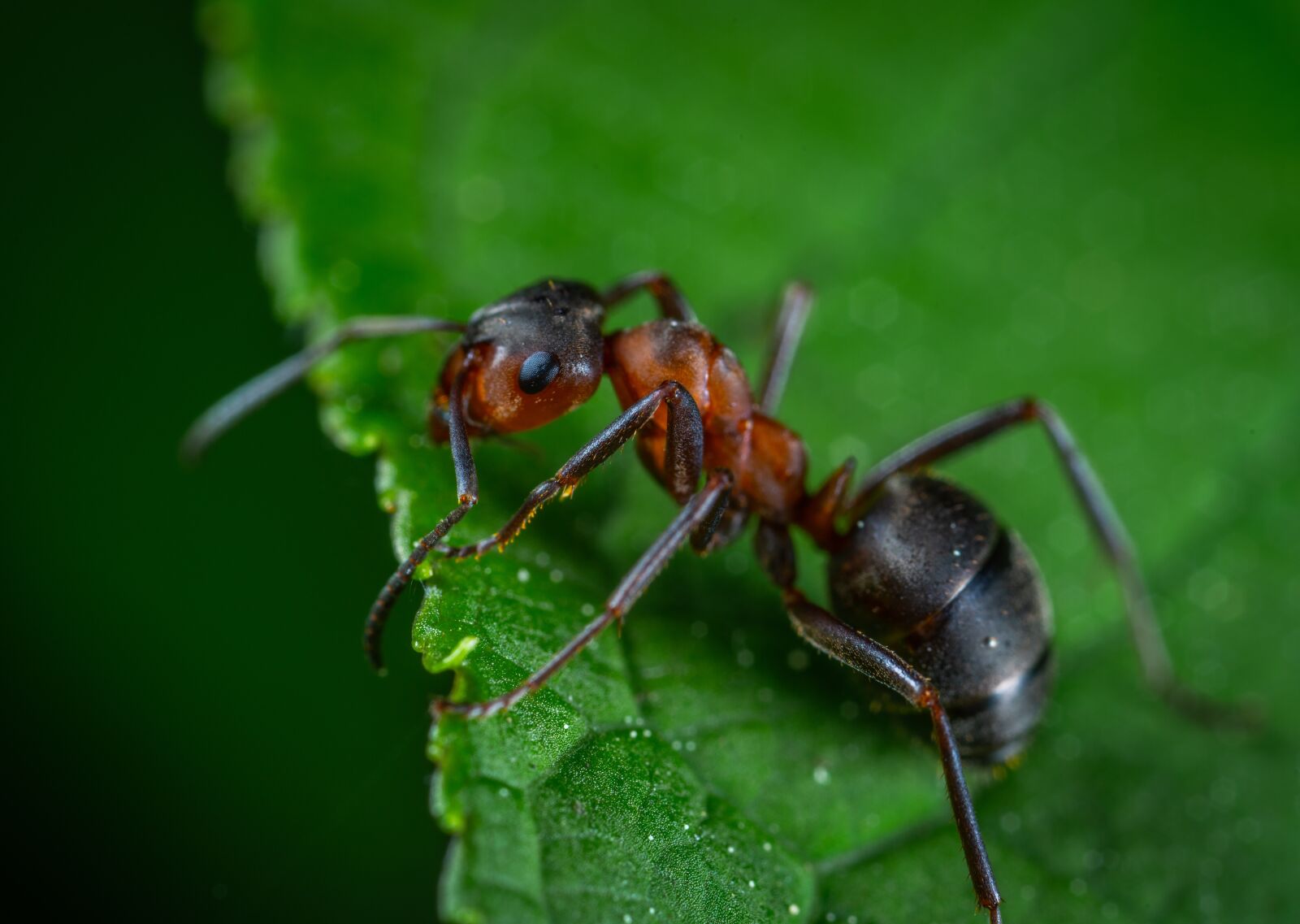 Sony a7R II sample photo. Macro, insect, ant photography