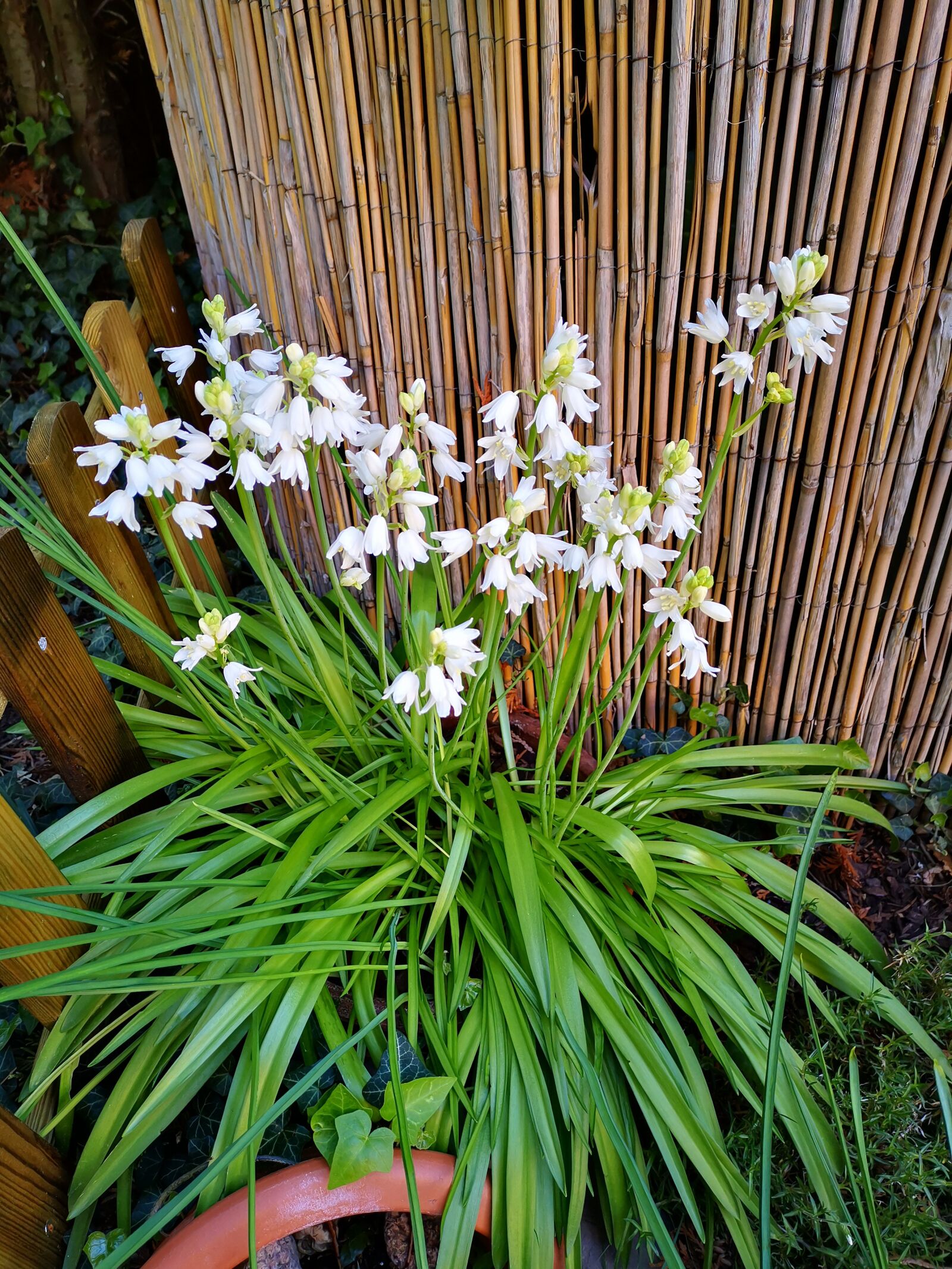 HUAWEI HMA-L29 sample photo. Garden, idyll, rest photography