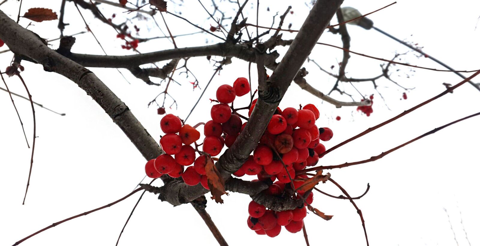 Samsung Galaxy S4 sample photo. Berries, nature, tree photography