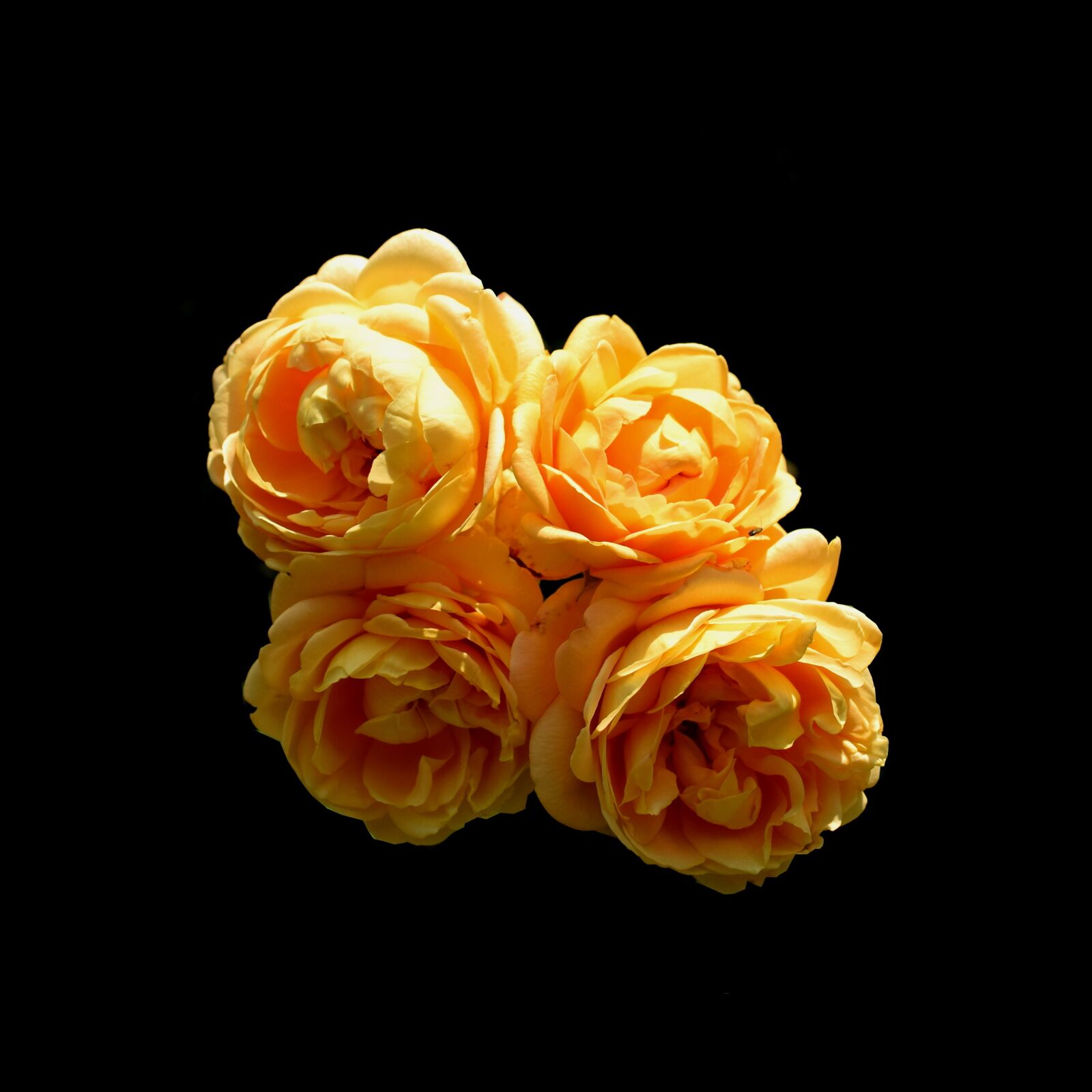 Nikon D3300 sample photo. Rose, yellow, flower photography