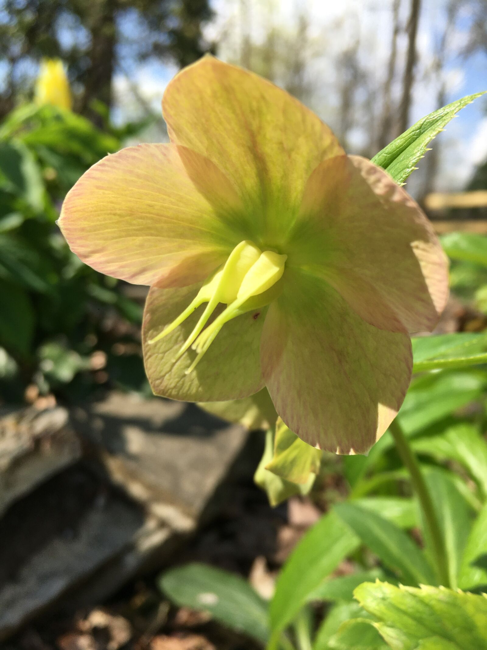 Apple iPhone 6s sample photo. Hellebore, pink, helleborus photography