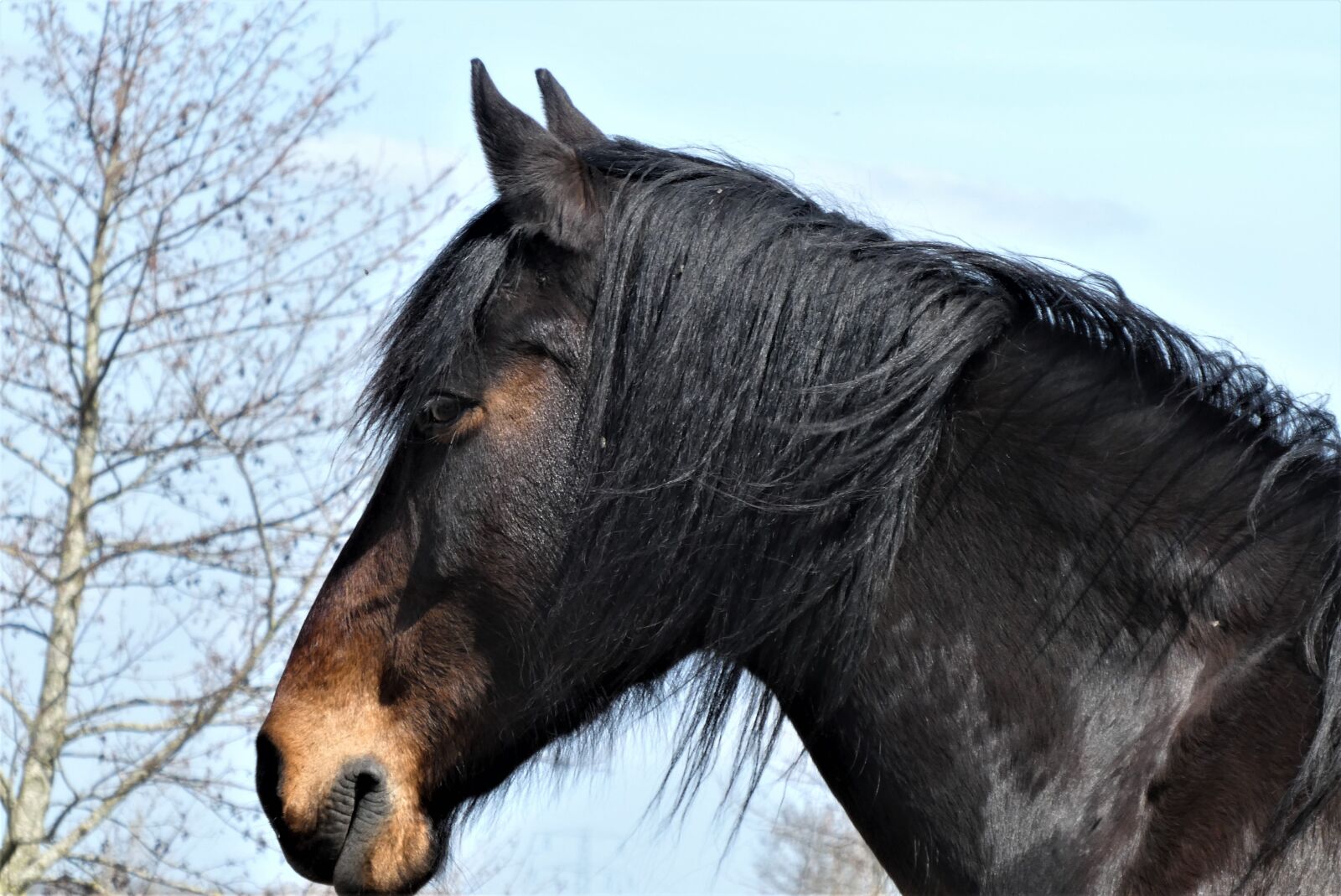 Panasonic Lumix DC-ZS70 (Lumix DC-TZ90) sample photo. Horse, moons, head photography