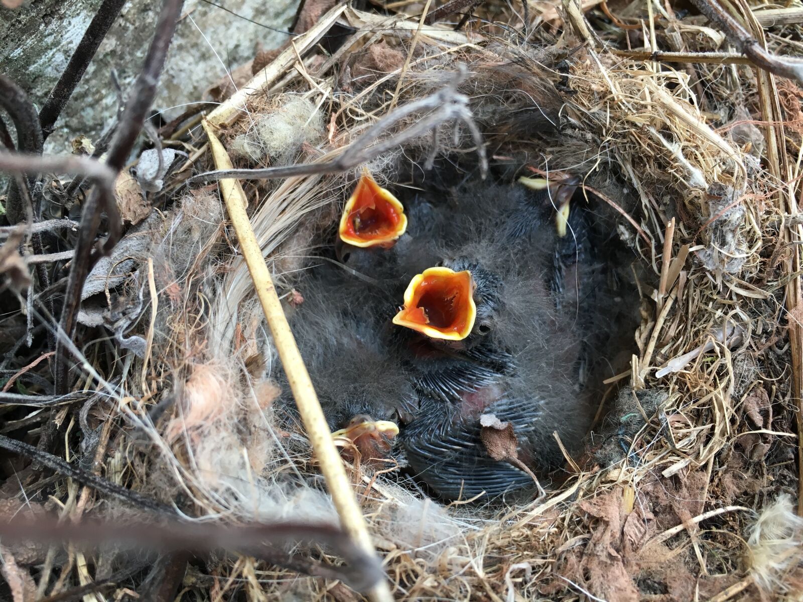 Apple iPhone 6s sample photo. Wagtail, chick, nest photography