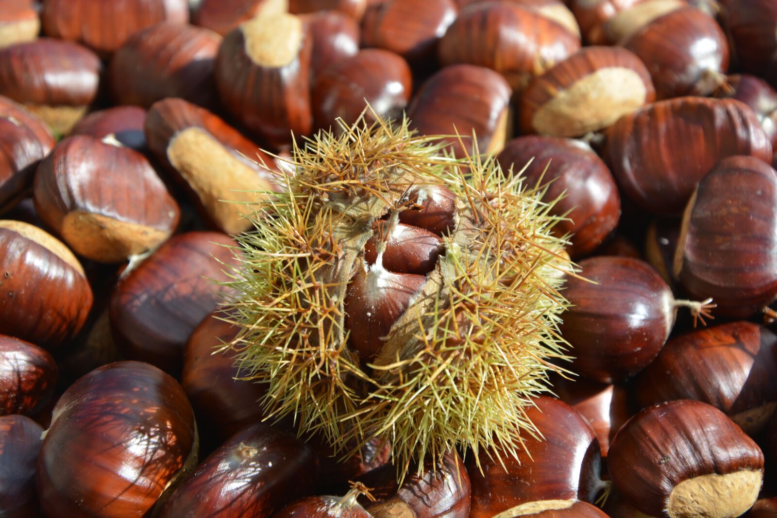 Nikon D5200 sample photo. Chestnut, bug open, chestnuts photography